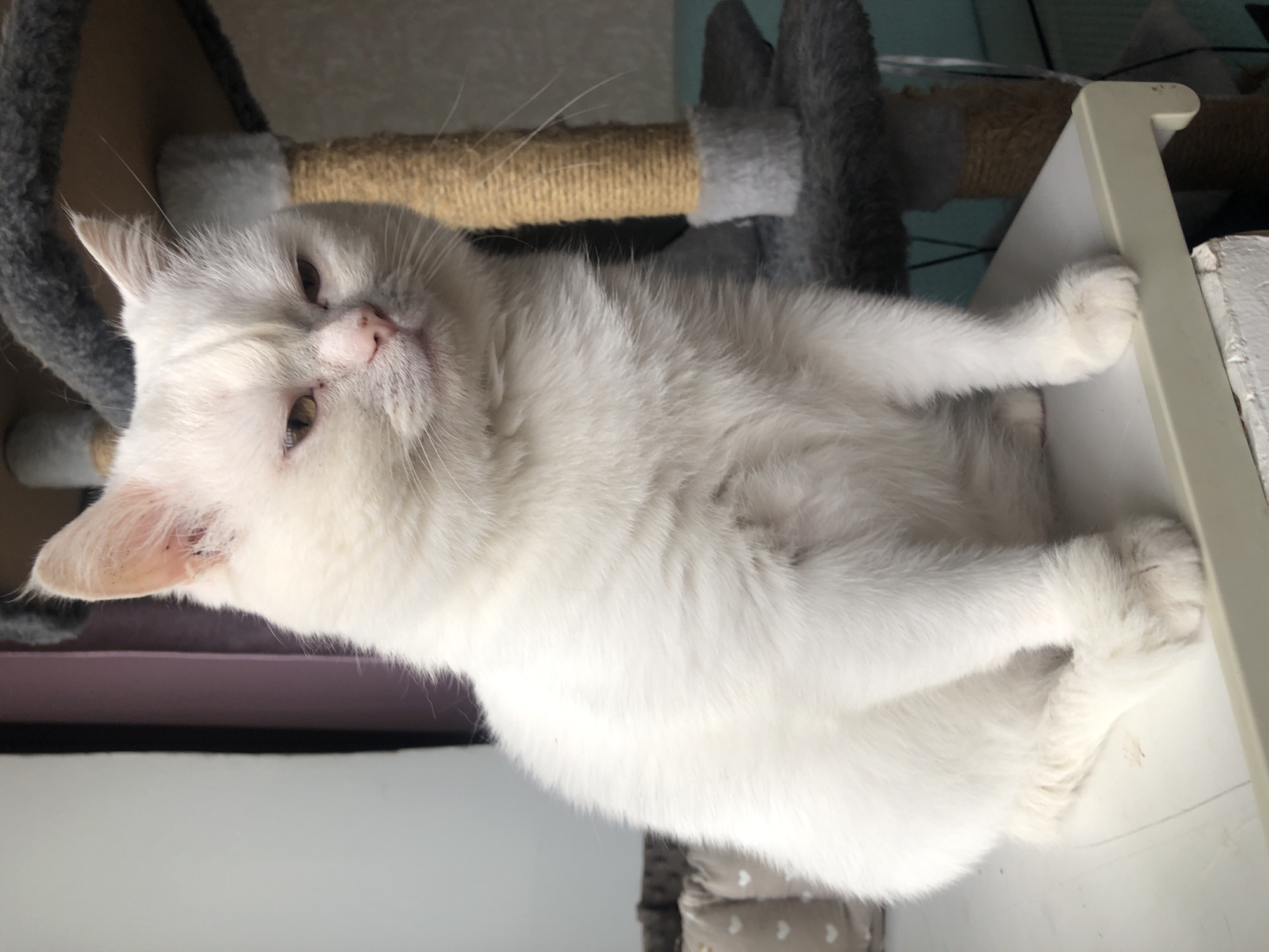 This media file captures a close-up, low-angle, rotated shot of a white cat resting on a multi-level cat tree. The cat is the sole subject, appearing relaxed and somewhat sleepy, with its eyes partially closed and a slightly tilted head. Its fur is predominantly white, with subtle hints of grey or very pale cream.
The setting is a domestic environment, likely a living room or bedroom, indicated by the presence of the cat tree, which is constructed with sturdy cardboard tubes wrapped in sisal rope and grey fabric. The background is blurred, but hints of other furniture and a wall suggest an indoor space. One paw of the cat is extended, resting on a white ledge or shelf.
The lighting appears to be natural, possibly from a nearby window, casting a soft glow on the cat's fur. The time of day is not explicitly indicated but the relaxed posture of the cat suggests a leisurely moment. No visible text is present in the image. The overall mood is peaceful and serene.