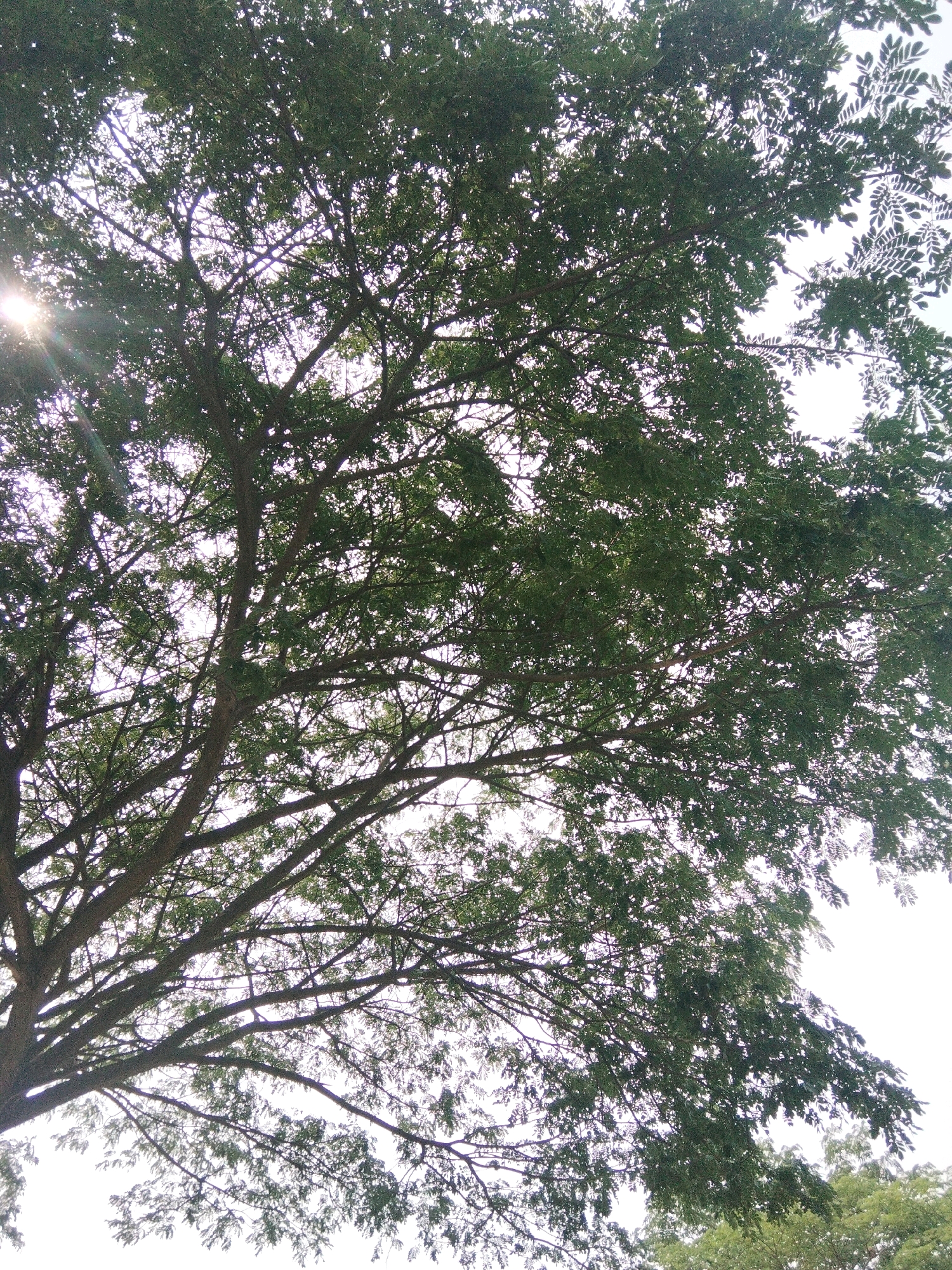 This is a low-angle, full shot photograph of the canopy of a large tree, taken from the ground looking upwards. The tree has a dense network of branches and green leaves, silhouetted against a bright, overcast sky. Sunlight is visible as a lens flare in the upper left quadrant of the image, casting rays through the foliage. The branches are dark brown and extend across the frame, with the leaves creating a textured green mass. The sky is largely white and featureless, suggesting either a cloudy day or a very bright, washed-out background. No people or other specific objects are visible. The image appears to have been taken outdoors in a natural setting, likely a park or a street with mature trees in Surabaya, Indonesia.