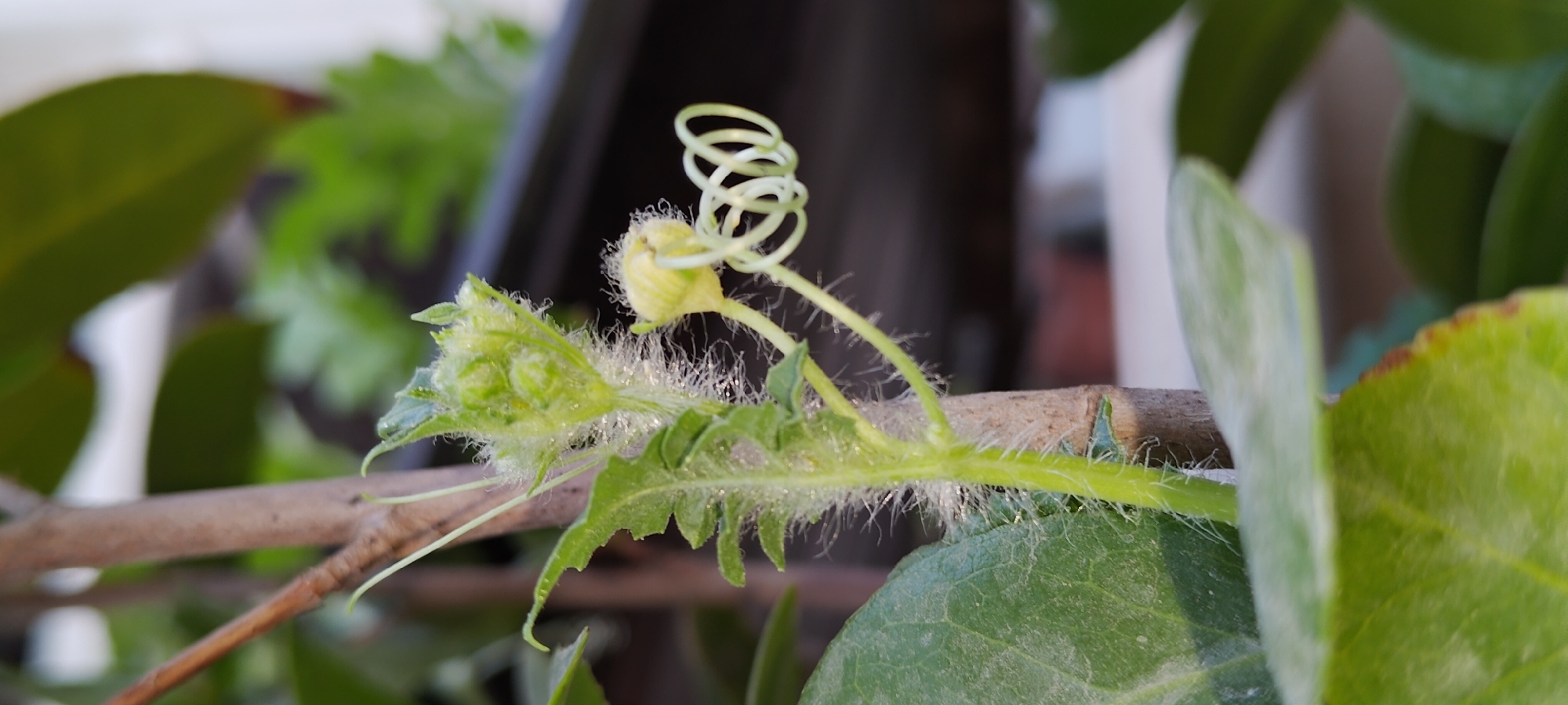 The image shows a close-up of a plant stem with several small, budding flowers and a coiling tendril. The stem is green and covered in fine white hairs. One flower bud is partially open, revealing yellow petals. Another cluster of buds is at the top of the stem, also covered in fuzz. A green leaf with serrated edges is visible in the foreground. The background is blurred, showing more foliage and a dark, horizontal surface that could be a planter or railing. The scene appears to be outdoors, possibly in a garden or on a balcony, in Khujand, Tajikistan. The lighting suggests it is daytime, with natural light illuminating the plant.