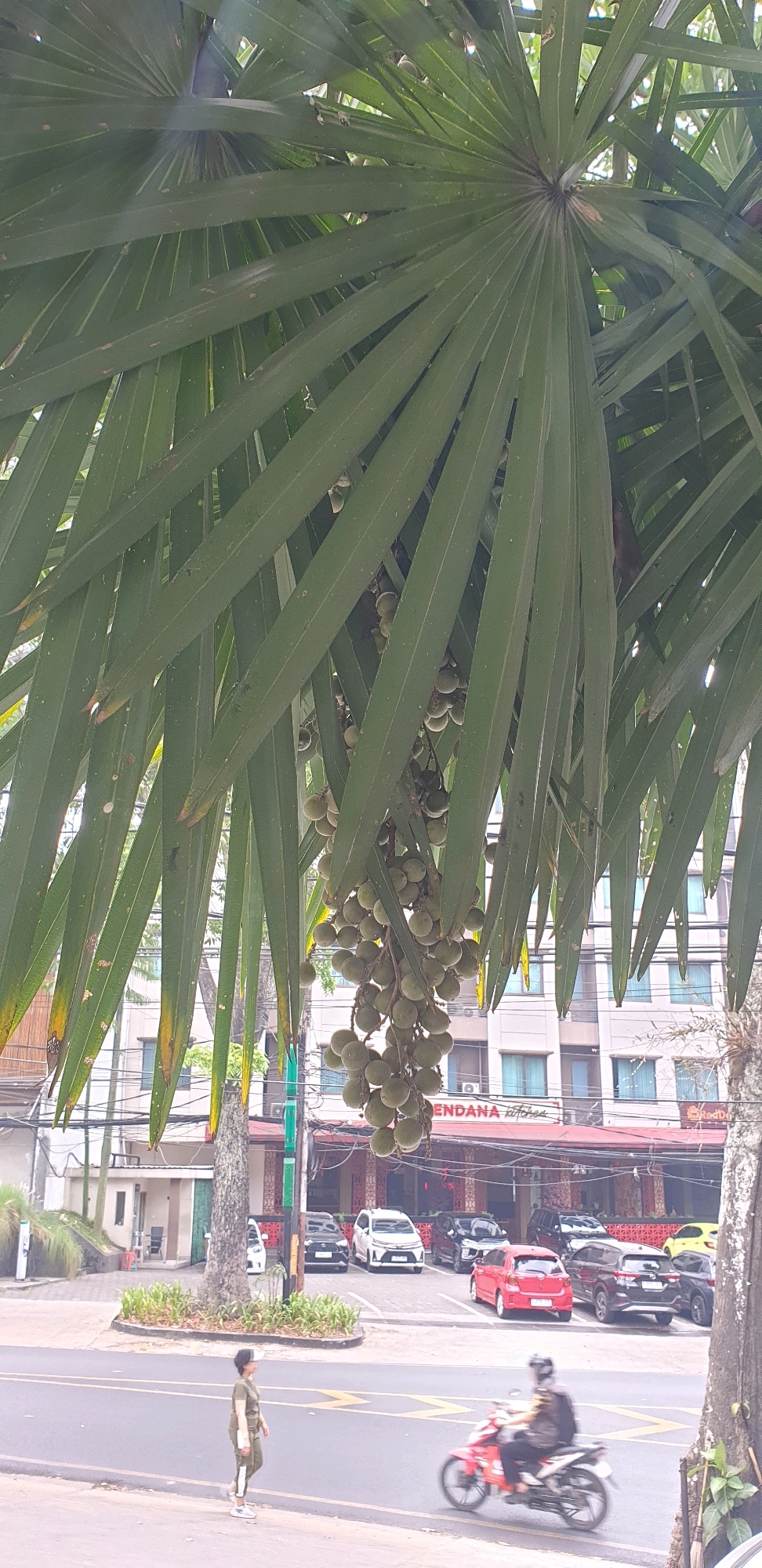 In Bandung City, Indonesia, a cluster of light green palm fruits hangs from a palm tree, obscuring the view of buildings and parked cars. A woman in a green tracksuit walks along a sidewalk, and a person on a red motorcycle is in motion on the street. The scene is captured during daylight, with a bright sky visible through the palm fronds.