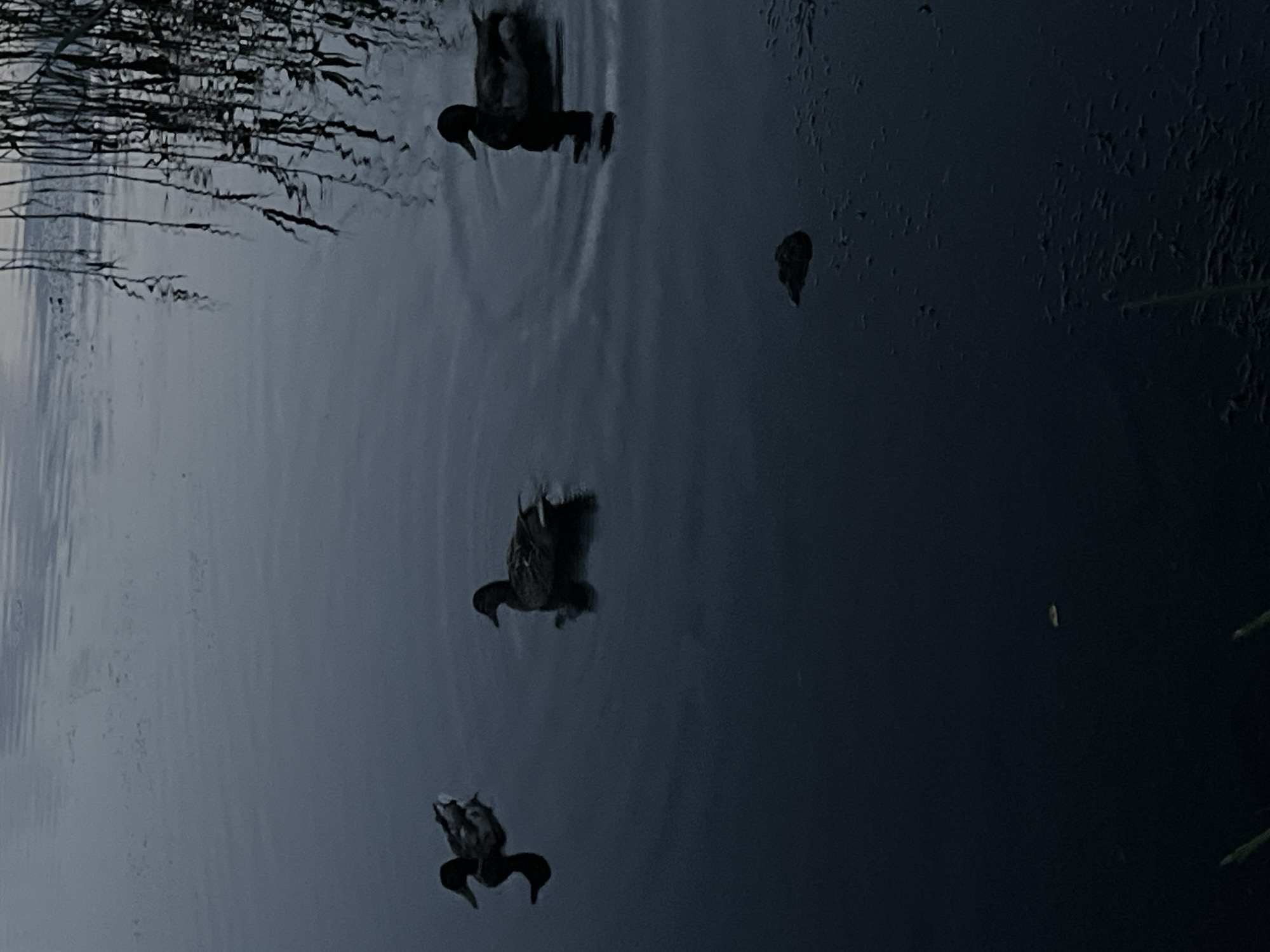 Three mallard ducks are swimming on dark, rippling water. The duck on the left is facing left, with its body partially submerged. The middle duck is facing forward, its head slightly raised. The duck on the right is also facing forward, appearing to be the largest of the three. The water reflects the dim light from above, with reeds or tall grass visible on the right side of the frame, casting faint reflections. The overall lighting suggests it is either early morning or late evening. The scene appears to be a natural body of water, possibly a pond or calm river section. There are no people or man-made structures visible in the immediate vicinity. The location is described as being in the Zhdanovichsky Selsoviet, Belarus.