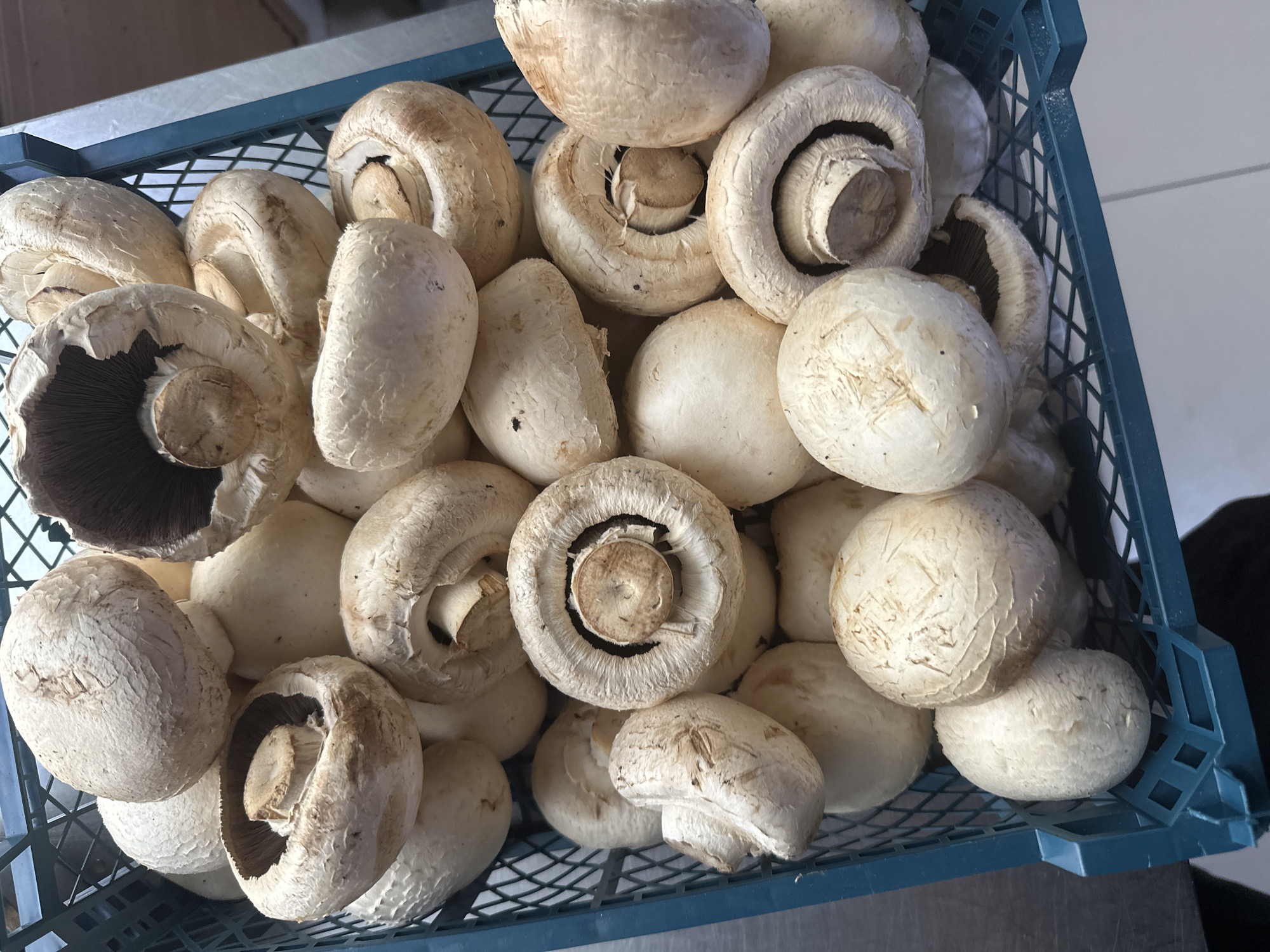 A close-up, high-angle shot captures a dark teal plastic crate overflowing with fresh, white button mushrooms. The mushrooms are of varying sizes, with most showing their characteristic rounded caps and visible gills underneath. Some caps are closed, while others are partially open, revealing the delicate brown gills. The texture of the mushroom caps appears slightly rough and dry, with some exhibiting faint brown spots or blemishes. The crate itself has a lattice-like structure, allowing glimpses of the surface beneath. The background is indistinct, suggesting an indoor setting with a neutral, possibly reflective surface. The image is sharp and well-lit, emphasizing the organic forms and textures of the mushrooms. There is no visible presence of people or any specific location indicators for Kostanay, Kazakhstan.