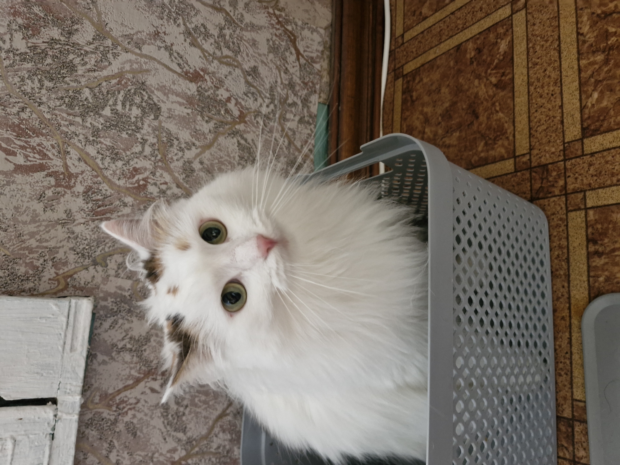 An indoor medium shot captures a fluffy white cat with green eyes and some brown markings on its head, sitting in a gray plastic basket. The cat is positioned in the center of the frame, looking towards the viewer. The basket is placed on a floor with a patterned linoleum covering. In the background, a textured wallpaper with a muted pattern adorns the wall. To the left, a white object with a grid-like pattern is visible. The lighting appears to be artificial, casting a soft glow on the scene. The image does not provide any specific information about the location in the city of Yekaterinburg, Russia.