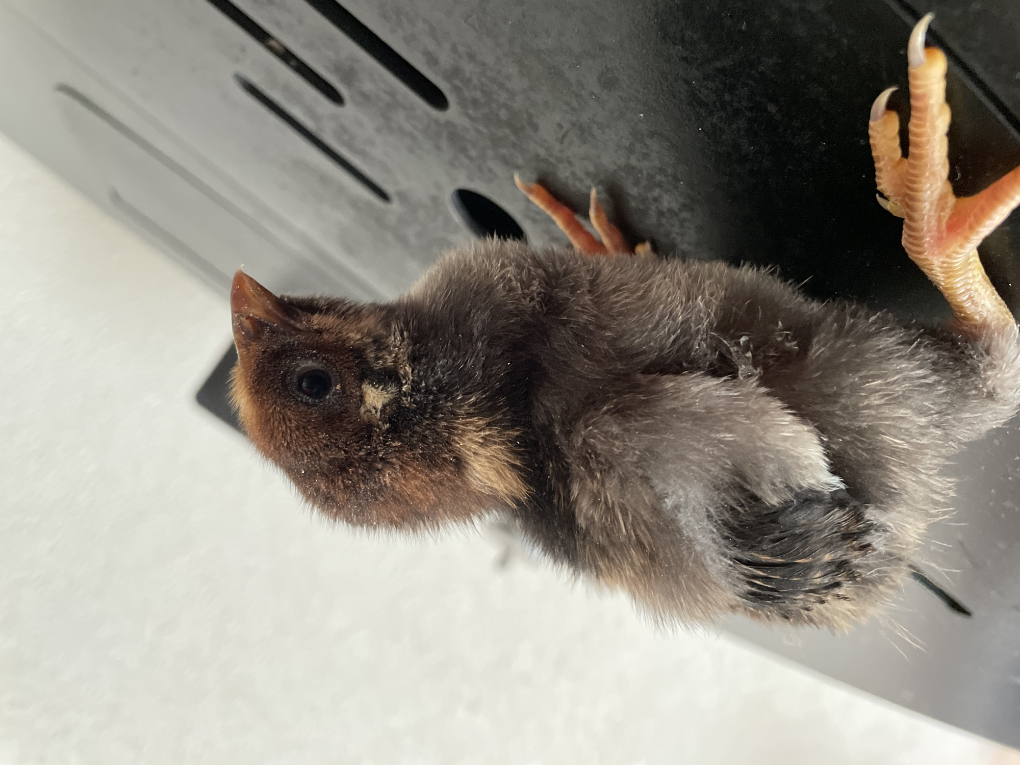 A small, downy chick lies on its back, its legs extended. The chick's plumage is a mix of brown and gray. One of the chick's feet is prominent, showing pinkish-orange skin, scaled legs, and sharp claws. The chick is positioned on a white surface adjacent to a black surface with elongated cut-outs. The location in the city of Zlatograd, Bulgaria, is not discernible.