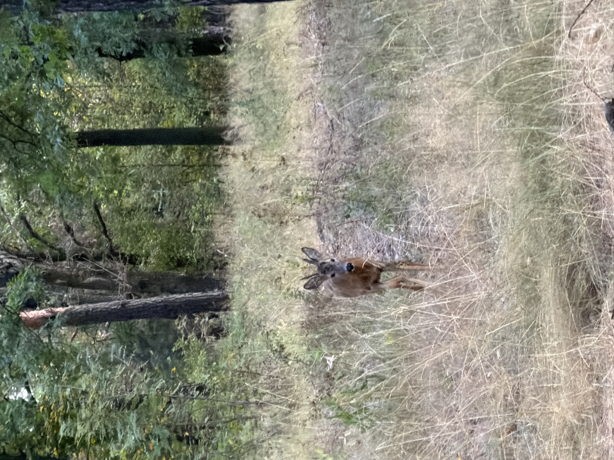 A young deer with small antlers stands in a grassy clearing within a forest. The deer is facing forward, with its head slightly lowered. The clearing is filled with dry, golden grass and some green vegetation. Behind the clearing, tall trees with dense foliage create a shaded background. The overall scene depicts a natural forest environment.