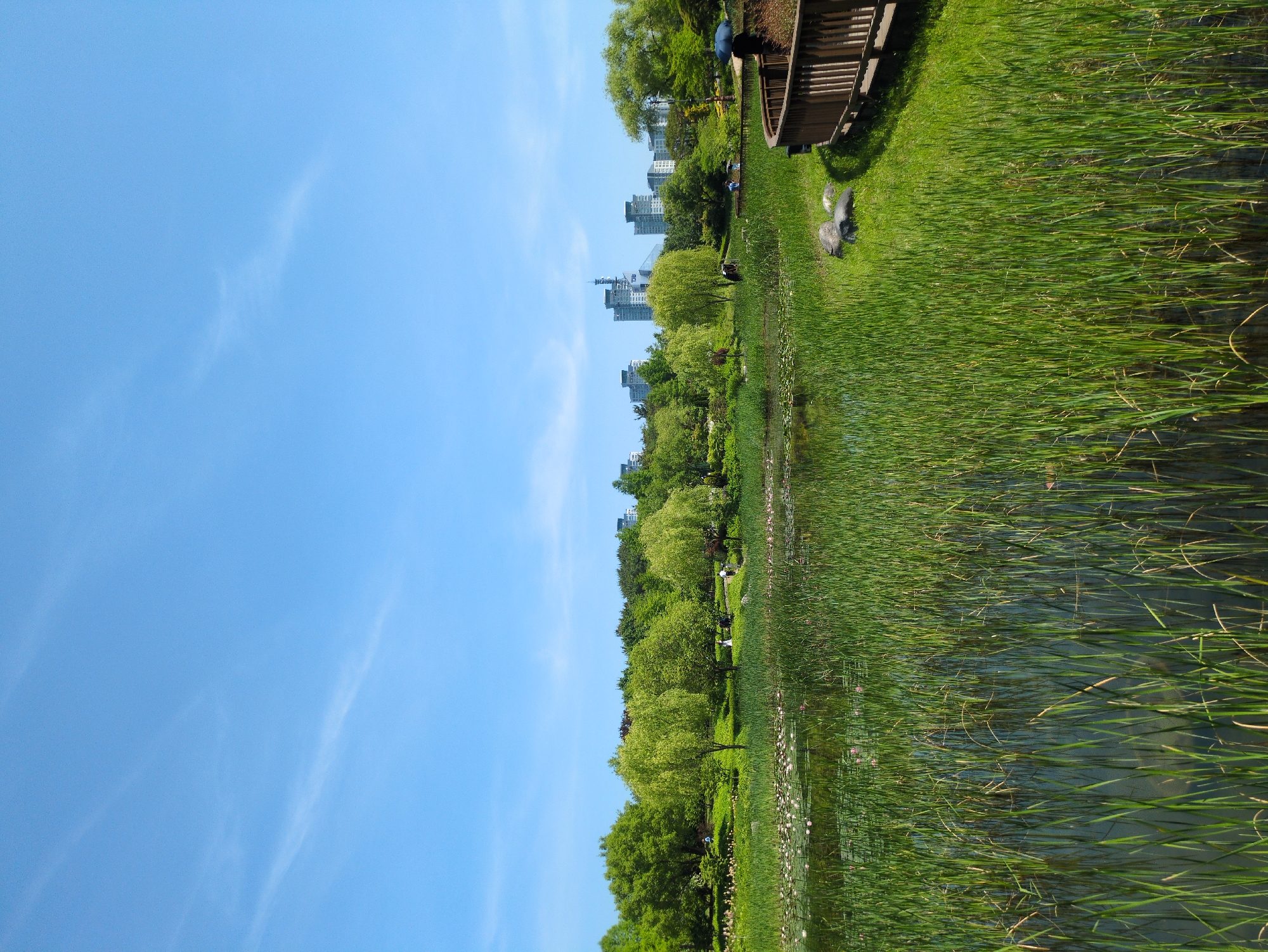 The image depicts a park scene in what is likely Daejeon, South Korea, given the cityscape visible in the background. In the foreground, tall green reeds grow densely, likely bordering a body of water. The water reflects the reeds and the greenery of the park. Further into the scene, trees line the water's edge, interspersed with small groups of people in the shade. The background reveals a cluster of modern buildings, indicating an urban environment. In the upper-right corner, part of a wooden structure with benches is visible, suggesting a recreational area. The sky above is bright blue with wispy clouds.