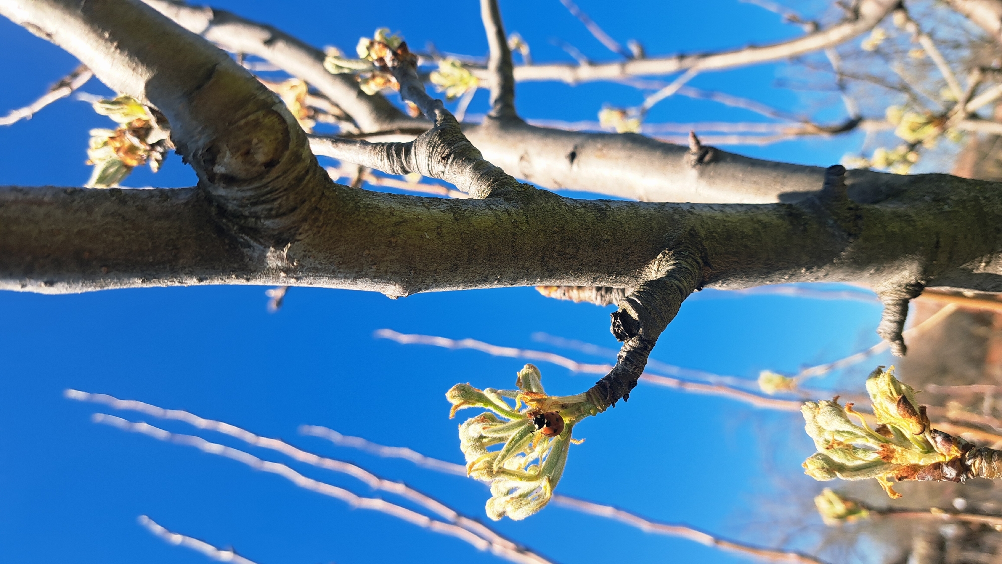 A low-angle shot shows a tree branch against a clear blue sky. The branch has several buds and small, emerging leaves. A ladybug is visible on one of the buds. The location is an urban environment, with a brick structure partially visible in the background.