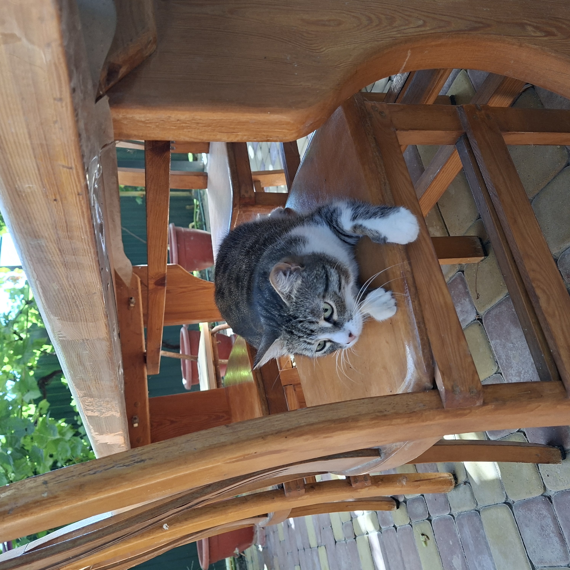 A tabby cat with white paws is lying on a wooden chair under a wooden table. The cat is looking to the left with green eyes. The background shows outdoor greenery and planters. The ground is paved with interlocking bricks. The scene appears to be in a yard or patio area. The location is Anapskaya, Russia.