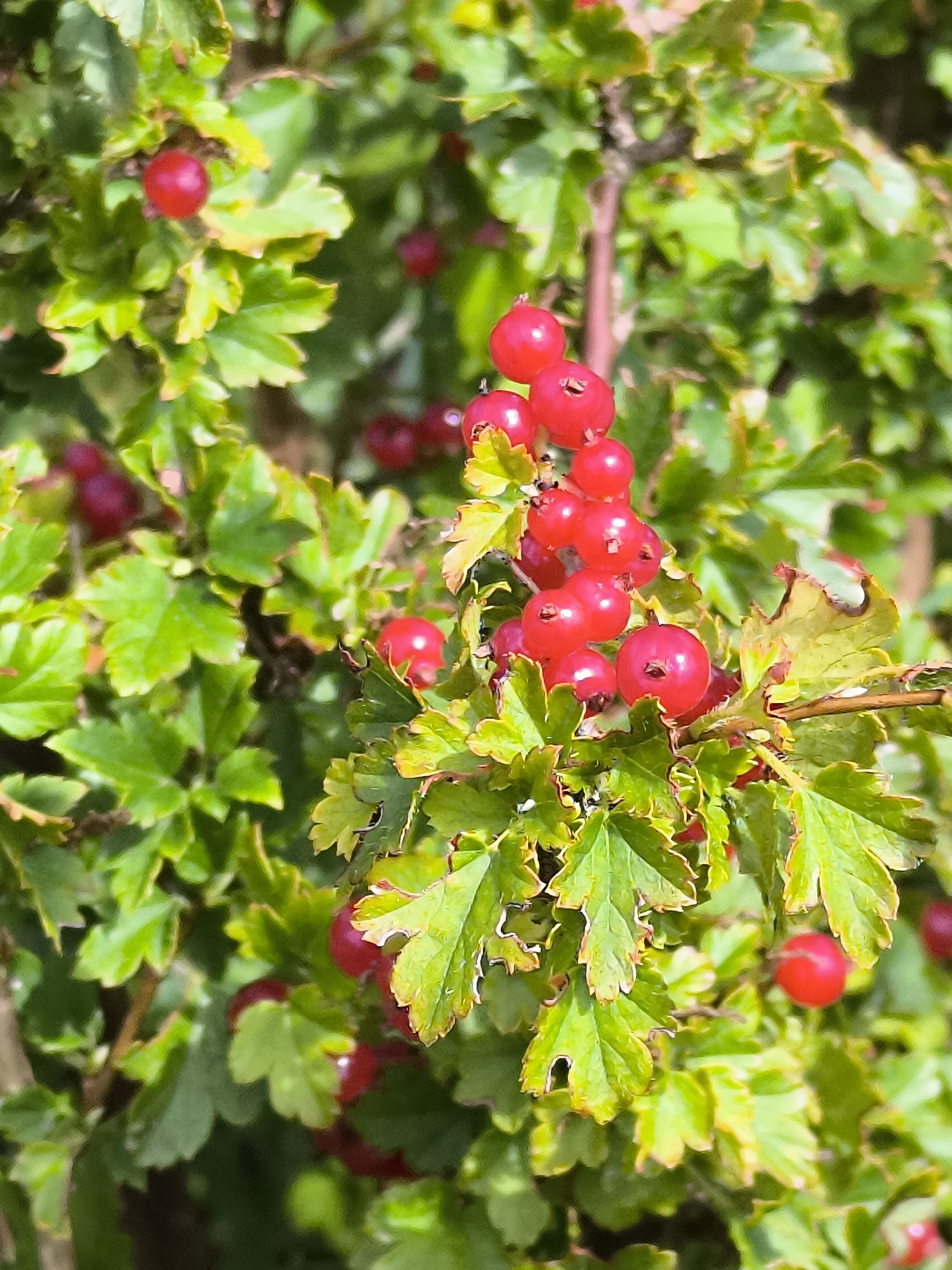 The image shows a close-up of a cluster of red currants on a bush with green leaves. The currants are bright red and round, with some appearing to be slightly translucent. The leaves are a vibrant green, with some showing signs of slight wilting or browning at the edges. The background is softly blurred, indicating a shallow depth of field, with more greenery visible. The lighting appears to be natural sunlight, casting highlights on the berries and leaves. There are no people or animals visible in the image. The scene is set in an outdoor environment, likely a garden or natural setting. The specific location in Mažučiai, Lithuania is not discernible from the image itself.