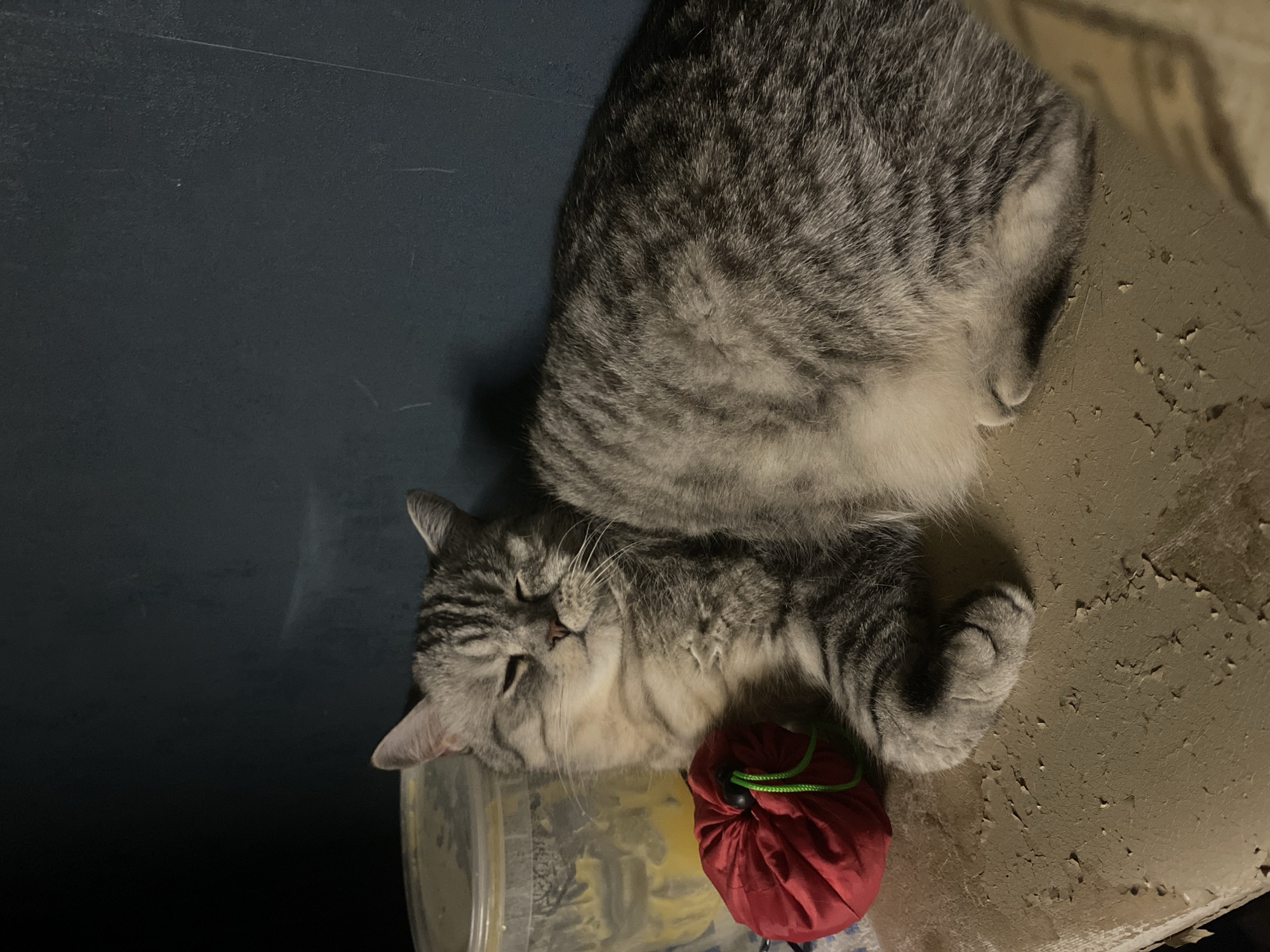 A gray tabby cat is lying down on its side. Its head rests on a partially visible plastic container. Next to the cat is a small red drawstring bag. The background consists of a dark blue surface and a beige surface with peeling paint. The location is not discernible from the image.