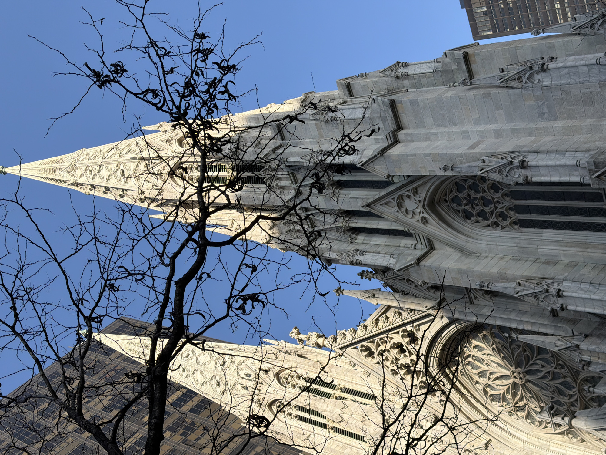A low-angle shot of St. Patrick's Cathedral in New York City, United States, as seen through a bare tree with dark, slender branches. The architectural details of the cathedral are prominently displayed, including the tall spire, elaborate stonework, rose windows, and Gothic-style arches. A modern glass skyscraper rises next to the cathedral, creating a contrast in architectural styles. The sky is bright blue and cloudless.