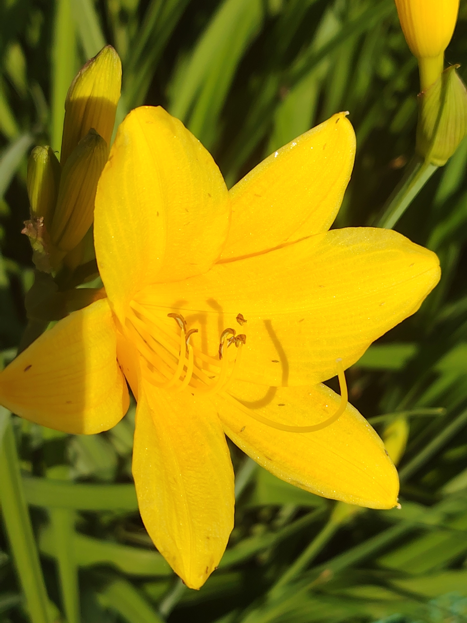 A close-up, high-angle shot captures a bright yellow daylily in full bloom against a blurred green background of foliage. The flower's petals are wide and slightly curved, with visible veins and a delicate, almost translucent quality. The stamens and pistil are prominent in the center of the bloom, tipped with a darker color. Several unopened buds and a stem are visible to the left of the main flower, partially illuminated by sunlight casting shadows. The overall impression is one of vibrant natural beauty in a garden setting.