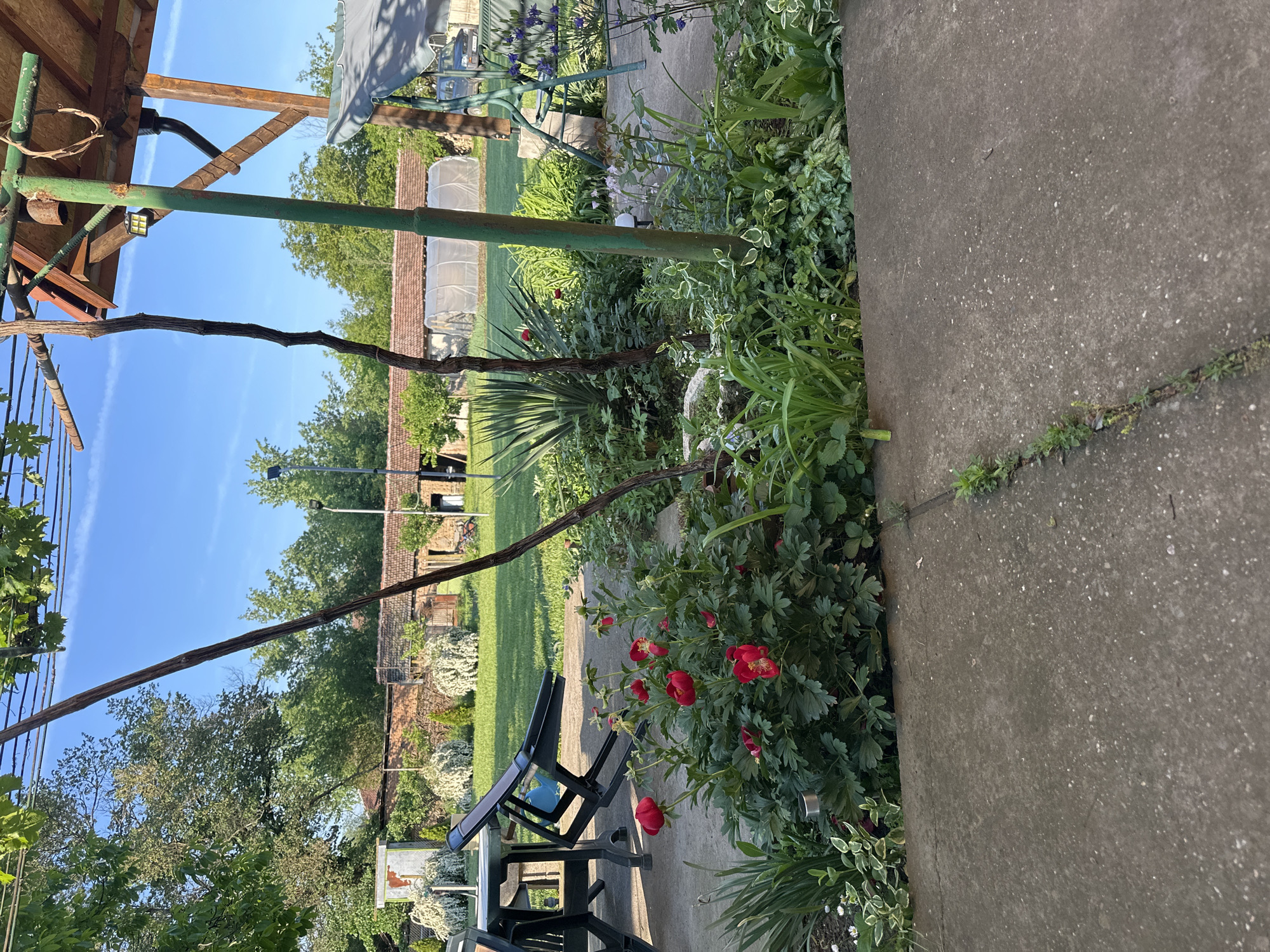 The image depicts a garden scene in Lehchevo, Bulgaria. In the foreground, there is a concrete patio or walkway. A vibrant garden borders the walkway with blooming red flowers, various leafy plants, and a yucca. A black plastic table and chairs sit on the patio. Overhead, wooden beams and a green metal support structure are visible. A bare vine extends across the frame. In the background, a grassy lawn stretches towards a brick building with a red tile roof and several greenhouse-like structures. Trees border the lawn. The sky is clear and blue.