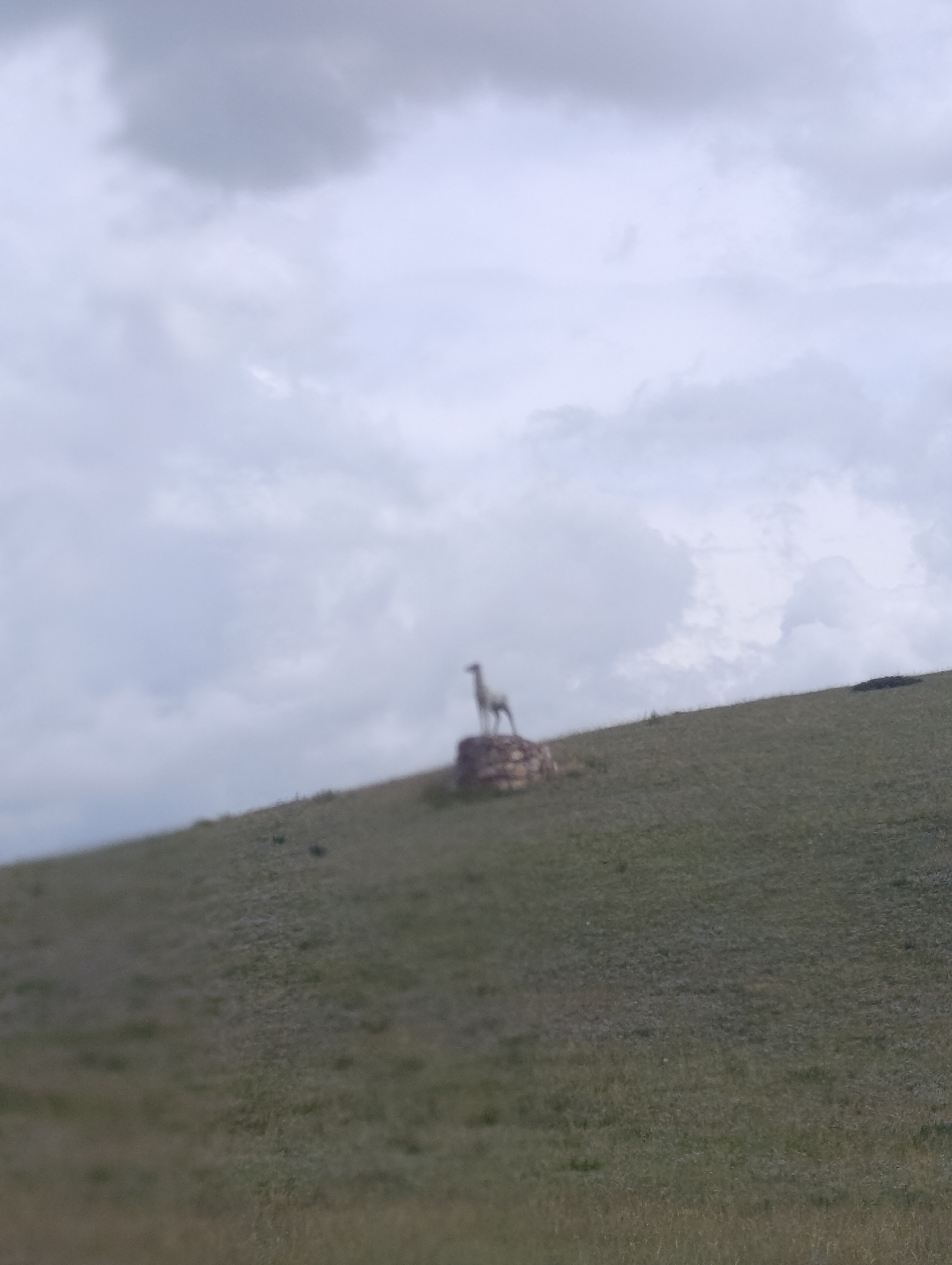 A grainy, low-light photograph captures a desolate, grassy hillside under a cloudy sky. In the middle ground, a blurred, pale-colored statue resembling a deer or similar quadruped stands atop a rough, dark stone. The statue is positioned on the crest of the hill, with its head facing left. The surrounding environment is a uniform expanse of green and brown grass, with no other discernible features or structures visible on the hill or in the background. The overall impression is one of isolation and muted natural scenery.
