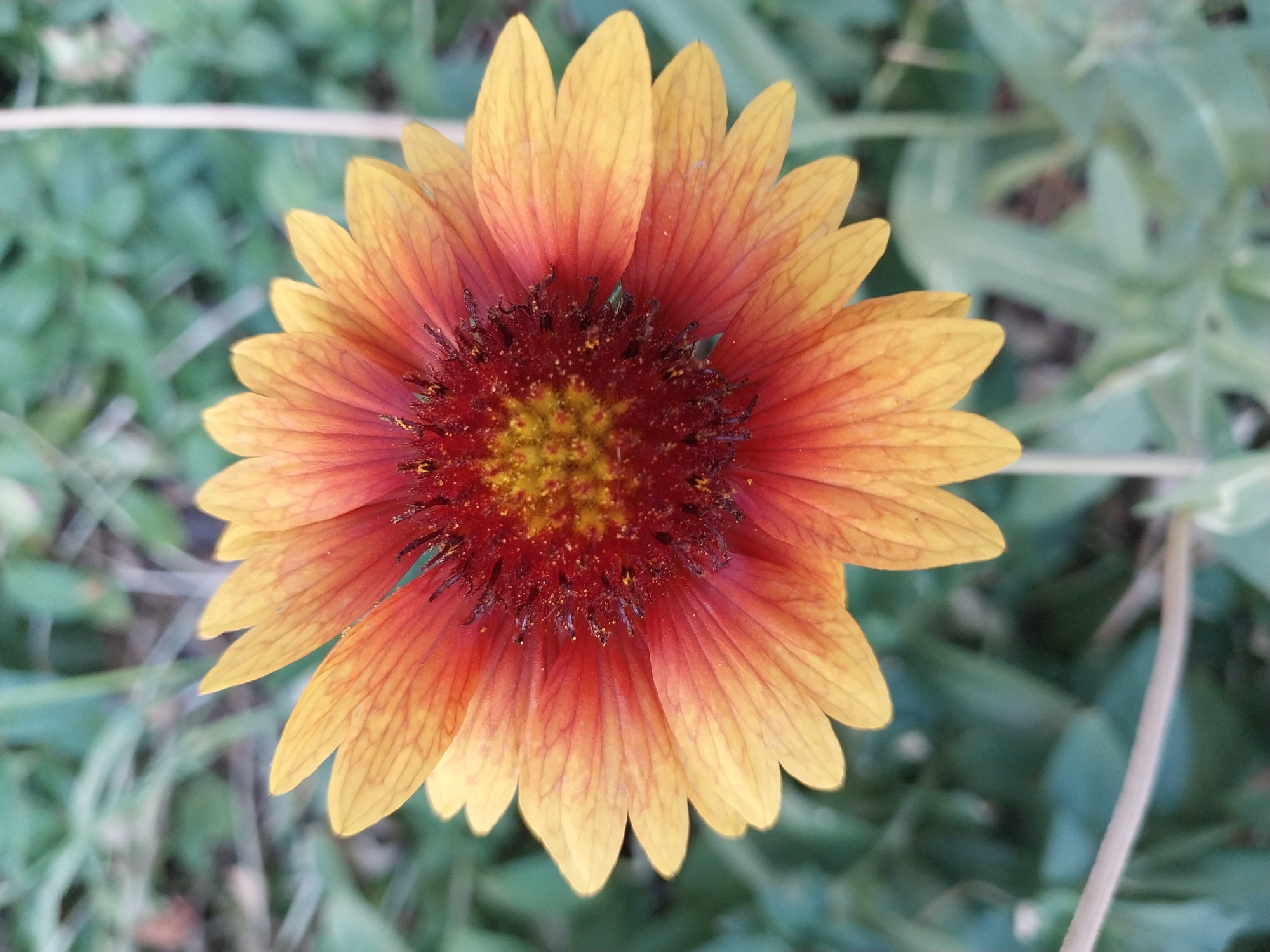 A close-up, top-down view of a single Gaillardia flower, commonly known as Blanket Flower, is presented. The flower exhibits a striking gradient of colors, transitioning from a deep reddish-brown at its center to vibrant orange and finally to bright yellow at the tips of its ray florets. The center of the flower is densely packed with small, dark red disk florets, sprinkled with yellow pollen. The ray florets are elongated and strap-like, with fine, darker veins running lengthwise. The background is softly blurred, composed of various shades of green foliage, suggesting an outdoor environment. The lighting is even, highlighting the texture and color saturation of the flower. The image does not depict any specific location in the city of Dnipro, Ukraine, nor does it contain any individuals, actions, or interactions.