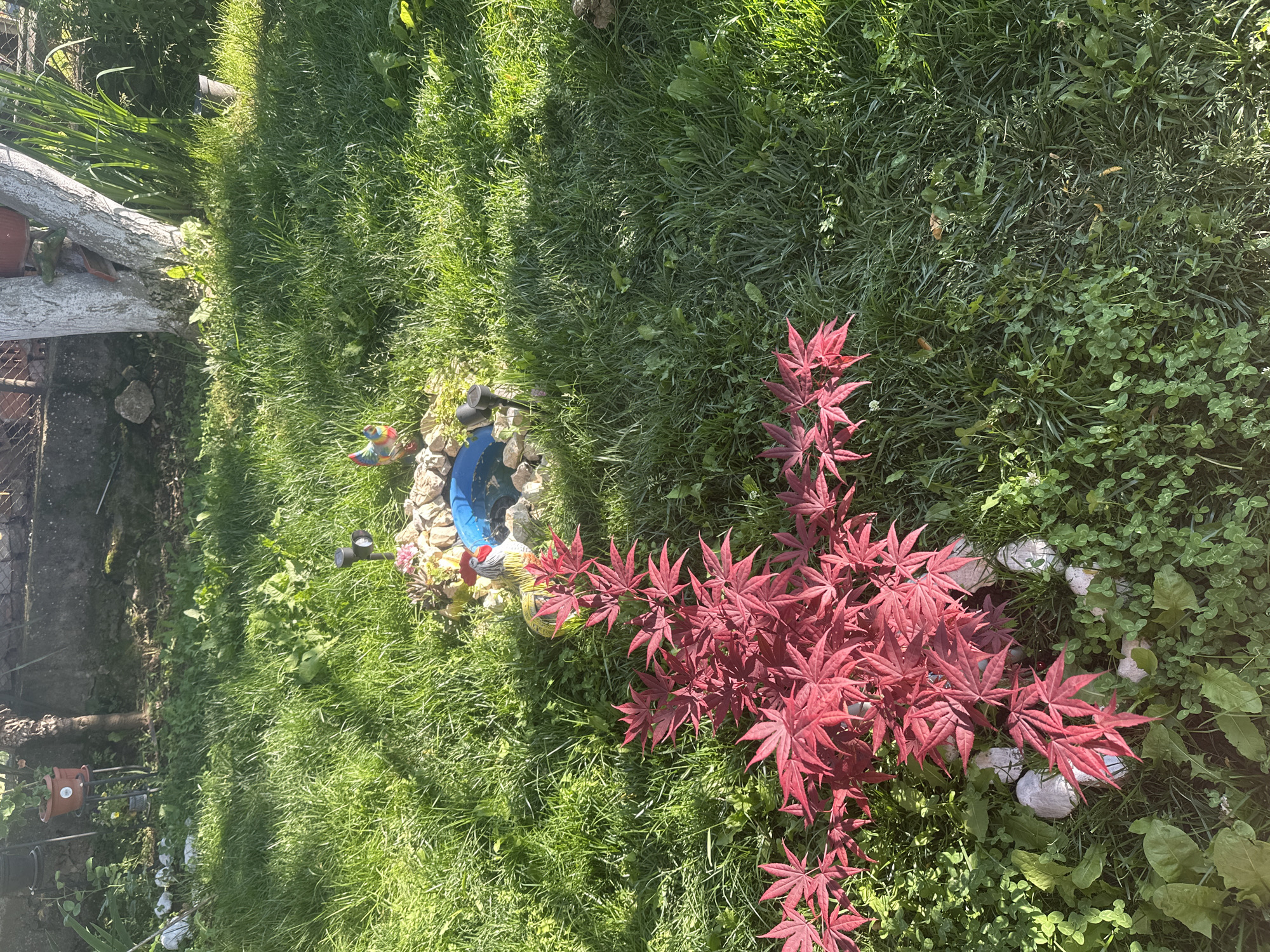 This media file captures a vibrant, sunlit garden or backyard scene in Rogozen, Bulgaria. The image is dominated by lush green grass, which covers most of the ground, interspersed with patches of clover and other smaller green plants.
A prominent feature is a small, bright red-leafed Japanese maple tree, located in the mid-ground towards the right. Its striking foliage contrasts sharply with the surrounding greenery. Near the base of this red plant, several white, mushroom-shaped garden decorations or rocks are visible.
To the left of the red plant, a small, decorative pond or water feature with a blue interior is nestled among rocks. Beside the pond, there are several colorful garden figurines, including a brightly painted rooster or bird. Strong shadows are cast across the grass, suggesting overhead trees or structures and indicating bright sunlight.
In the background on the left, a light-colored, thick log or branch lies horizontally, and a metal fence is partially visible. Further to the left, potted plants are arranged, adding to the garden's decor. The scene is static, with no discernible human activity. The overall impression is one of a well-maintained and decorated outdoor space bathed in strong daylight. There is no visible text in the image.