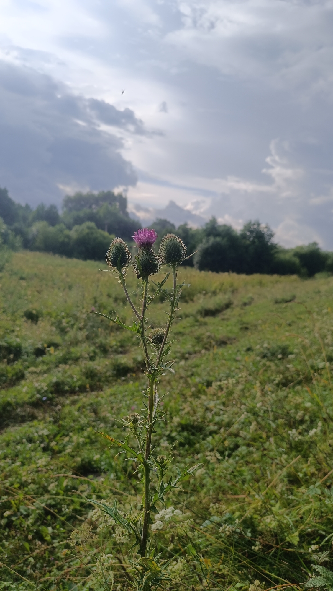 A close-up, low-angle shot focuses on a spiky purple thistle flower in a field of green grass under a cloudy sky. The thistle, with its distinctive spiky purple bloom and green buds, stands tall in the foreground, its stem covered in sharp thorns. The background reveals a rolling green field, dotted with small white flowers and other wild vegetation, leading up to a line of lush green trees. The sky above is a dramatic mix of bright white and dark grey clouds, with a hint of sunlight breaking through. The overall scene suggests a natural, outdoor environment.
