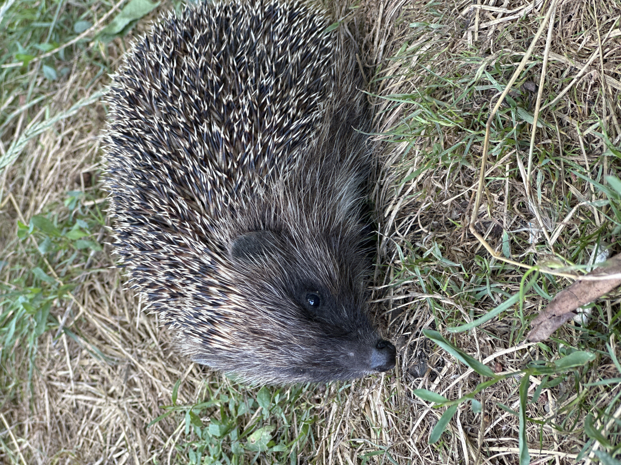 In Makiv, Ukraine, a hedgehog is seen from a close-up, high-angle perspective. The hedgehog is positioned in the lower-left quadrant of the frame, with its body curled slightly. Its quills, a mix of dark brown and white, are clearly visible, creating a textured surface. The hedgehog's face, with its dark eyes and black nose, is directed towards the left side of the image. The environment consists of dry grass and scattered green blades of grass, suggesting an outdoor setting. The lighting is natural, with no artificial sources apparent. The overall scene is one of a wild animal in its natural habitat.