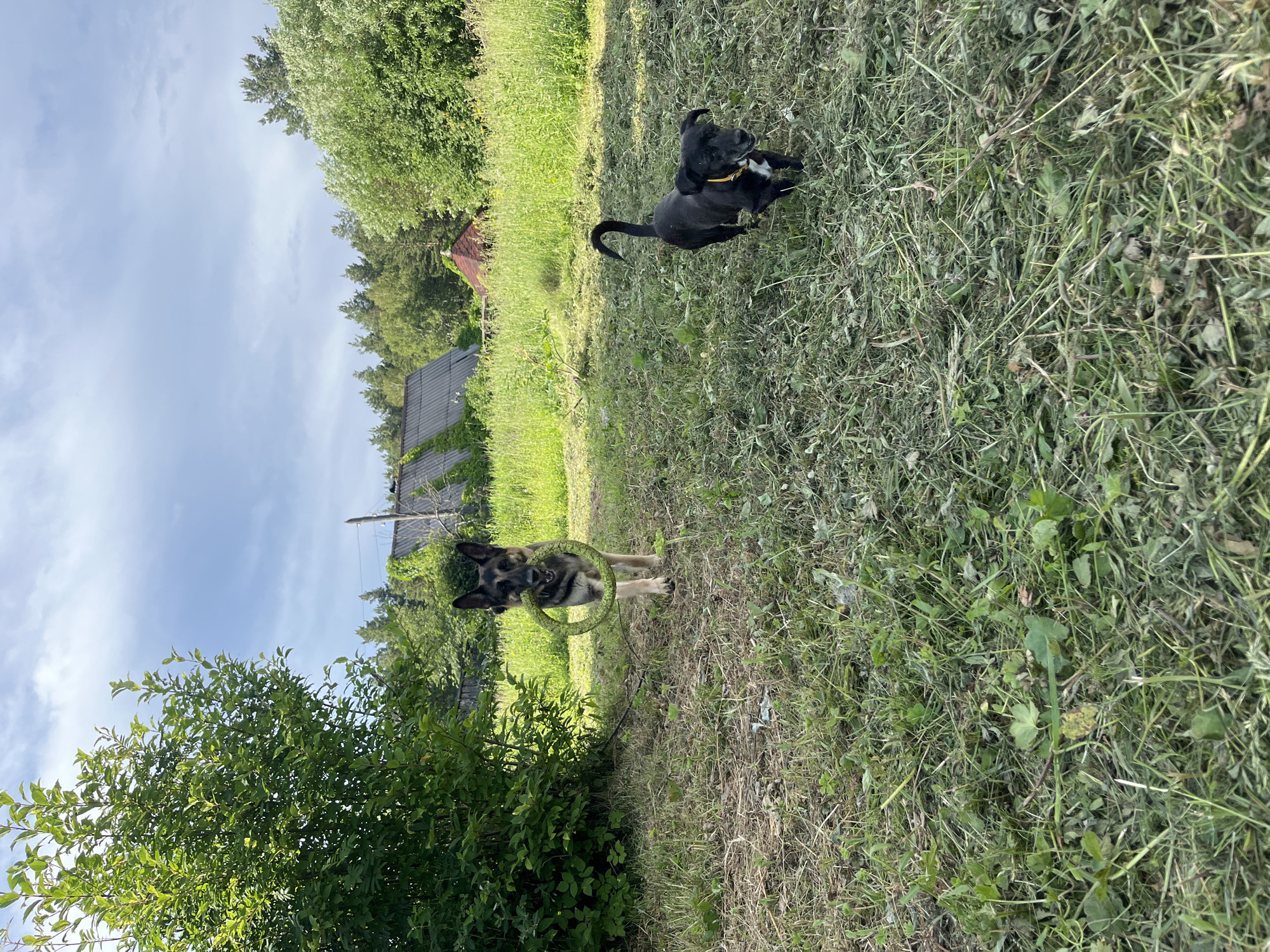 Two dogs are in a grassy yard. On the left, a German Shepherd stands facing forward, holding a green circular toy in its mouth. On the right, a smaller black dog with a yellow collar runs forward. In the background, there are houses and trees under a cloudy sky. The location is Nizhny Tagil, Russia.