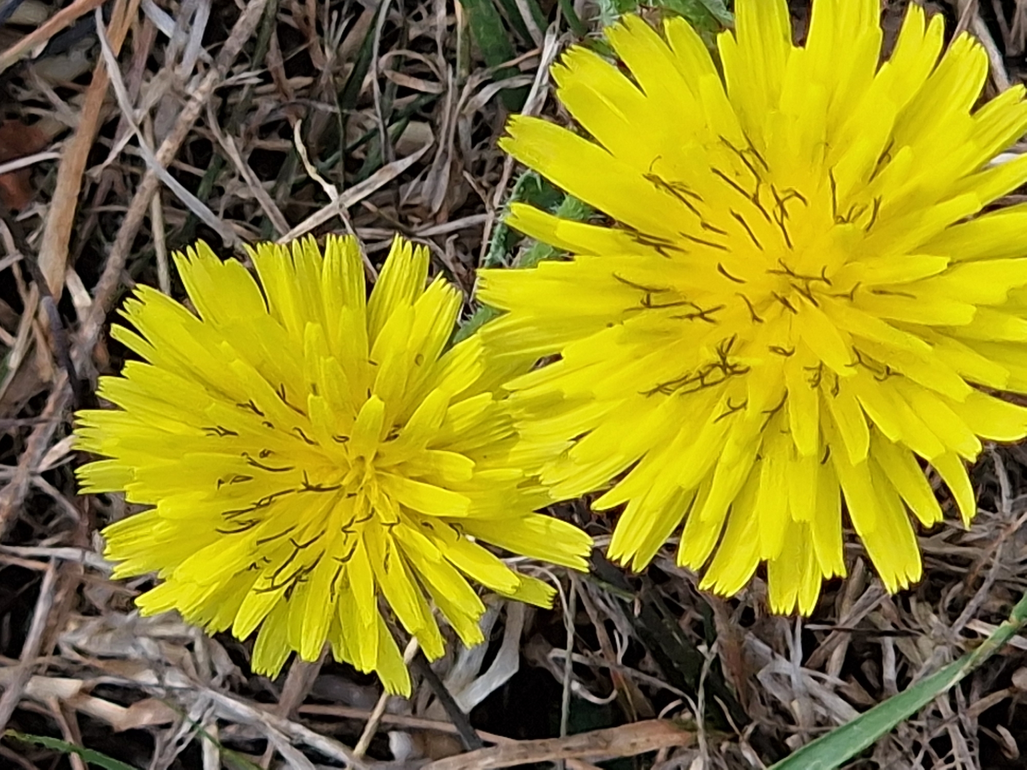 This is a close-up, high-angle shot of two bright yellow dandelion flowers in a field of dry grass and green foliage. The flowers are the primary subjects, with their petals radiating outwards from the center. The background is a blur of browns and greens, suggesting a natural, outdoor setting. The image does not provide any information that would allow for determining its location in the city of Canterbury, United Kingdom. There are no people, specific objects, or discernible actions taking place in the image.