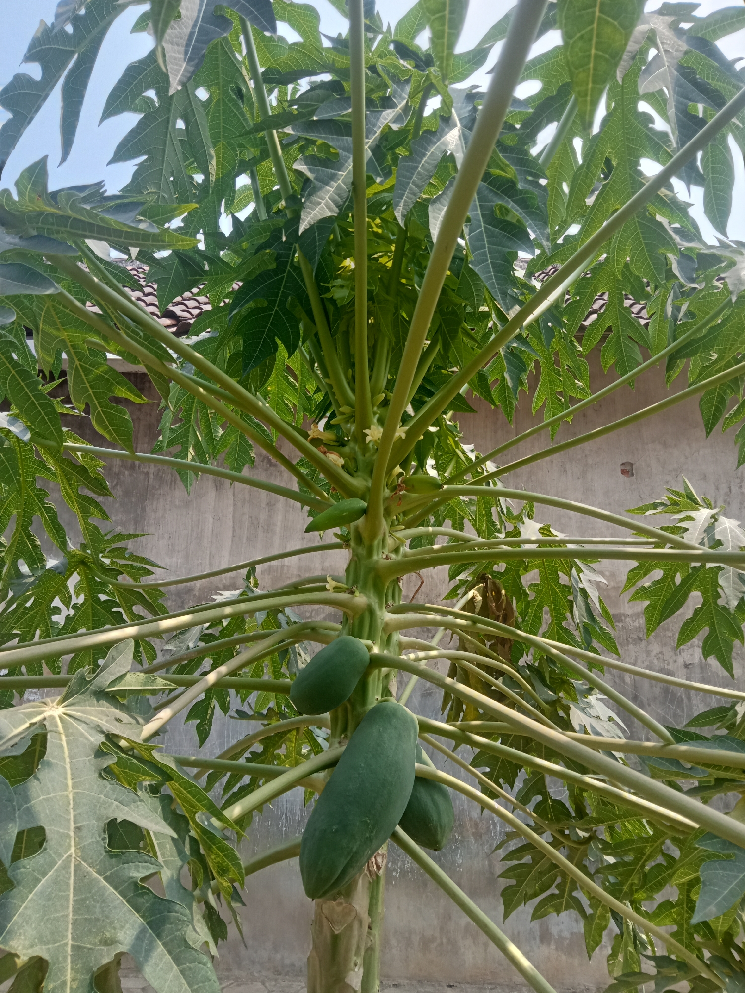 This image shows a close-up, low-angle view of a papaya tree with several green papayas growing on it. The tree's large, green leaves with deeply lobed edges are prominent, and its thick, greenish-yellow trunk and branches fill much of the frame. Some small, pale yellow flowers are also visible on the tree. In the background, a textured, light gray concrete wall is visible, with a section of a red-tiled roof peeking over the top. The sky above is a clear, bright blue. The scene appears to be outdoors, likely in a residential area, consistent with locations in Malang, Indonesia, where papaya trees are commonly grown. There are no people visible in the image.