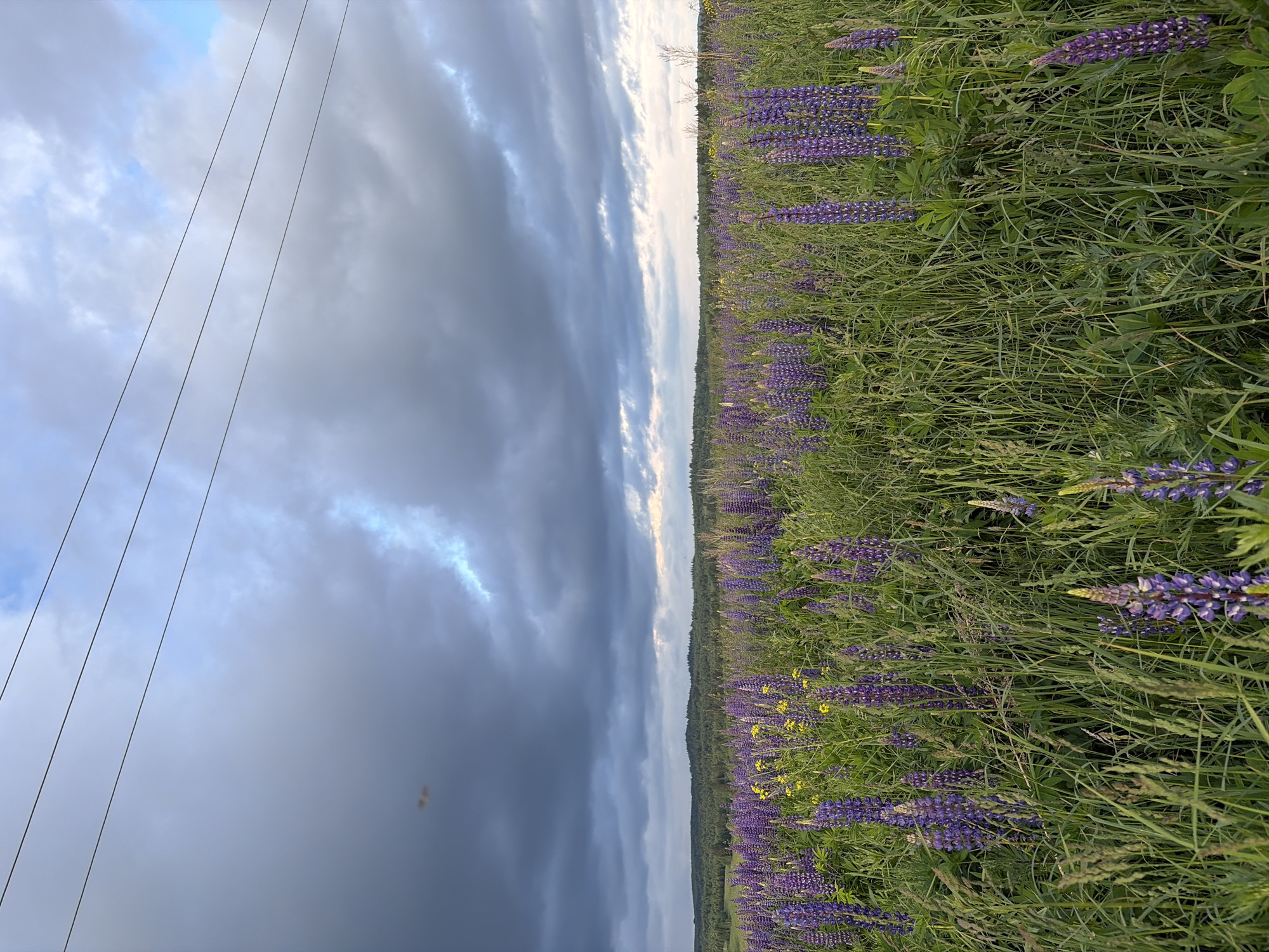 The image depicts a field of blooming purple lupine flowers with scattered yellow wildflowers under a dramatic sky. The sky is filled with dark, heavy clouds, suggesting an impending storm, with a few patches of lighter sky breaking through. In the foreground, the lupine flowers are densely packed and tall, interspersed with green grass and other vegetation. In the middle ground, the field continues, sloping gently towards a distant treeline. The treeline is composed of dark green coniferous trees. In the background, rolling hills are visible against the horizon. Three parallel power lines stretch horizontally across the upper portion of the image. The image appears to have been taken outdoors in a rural or semi-rural setting, likely in the vicinity of Большая Уса, Russia, given the type of vegetation and the presence of power lines. There are no people or animals visible in the image. The overall atmosphere is one of natural beauty with a hint of impending weather change.