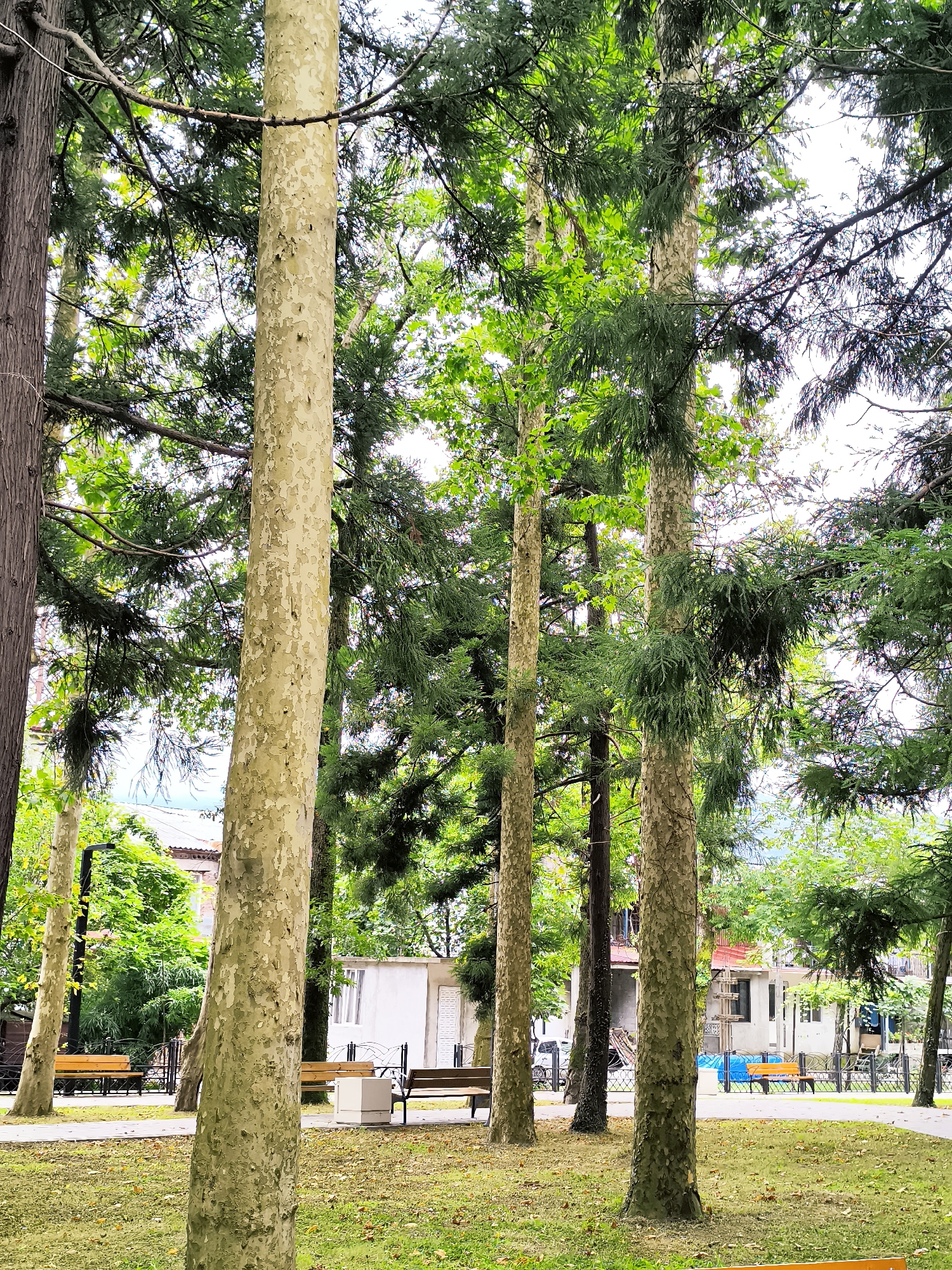 A group of mature trees with light-colored, mottled bark stand prominently in a park setting. Some of the trees have dense, dark green foliage, while others appear to have lighter green leaves. In the background, there are benches, a paved pathway, and buildings that suggest an urban or suburban environment. The ground is covered in grass and fallen leaves. The scene appears to be a well-maintained public park. This location is the Batumi Botanical Garden in Batumi, Georgia.