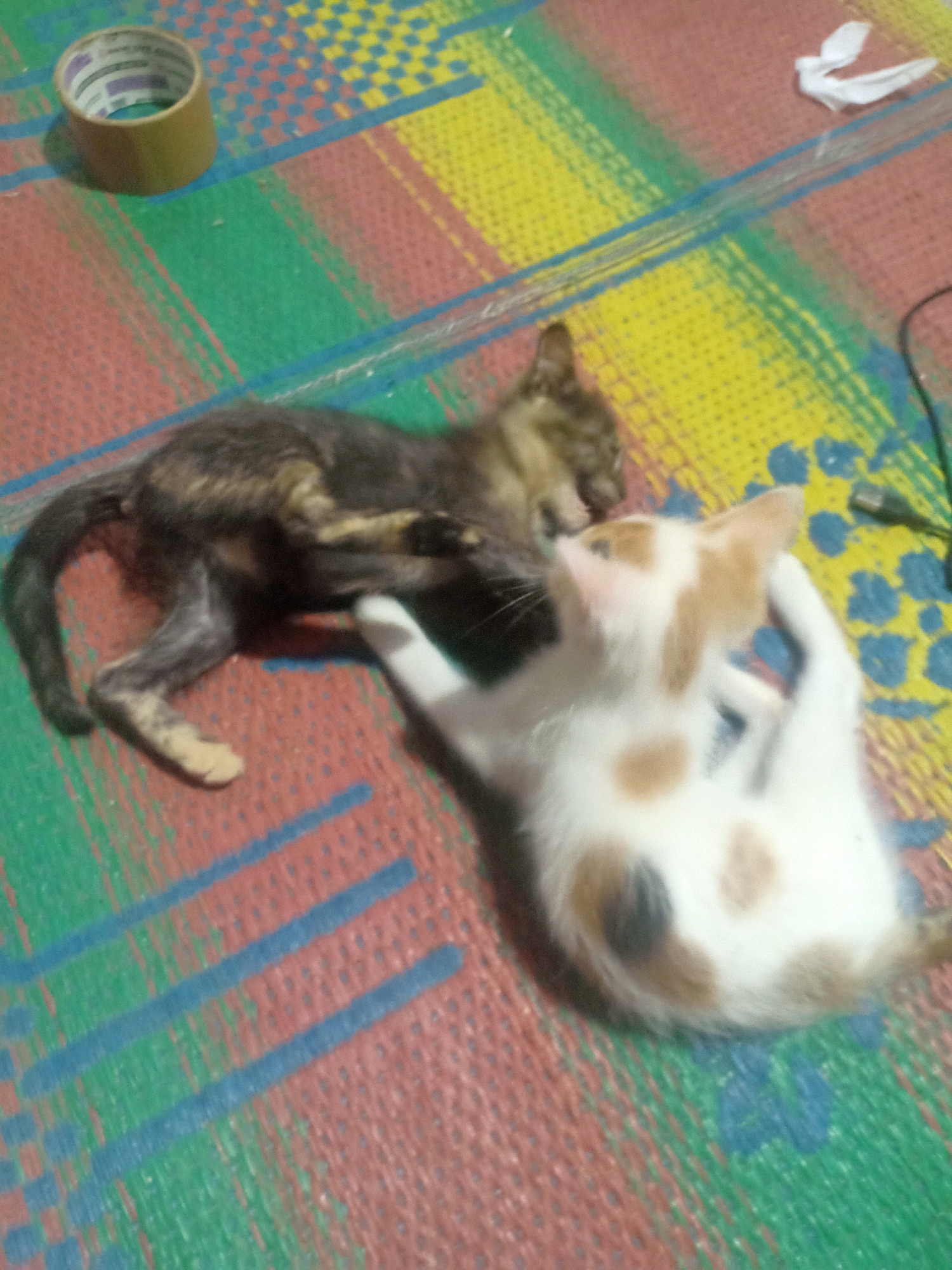 In Tasikhargo, Indonesia, two kittens, one dark brown and black tabby and another white with orange and black patches, lie on a colorful, woven mat. The dark tabby kitten is on its side, appearing to be grooming or playing with the white kitten, which is curled on its back. The mat has a checkered pattern of green, yellow, red, and blue. A roll of tan tape is visible in the upper left corner of the image, and a small piece of white paper is in the upper right corner. The lighting suggests an indoor environment, possibly a home.
