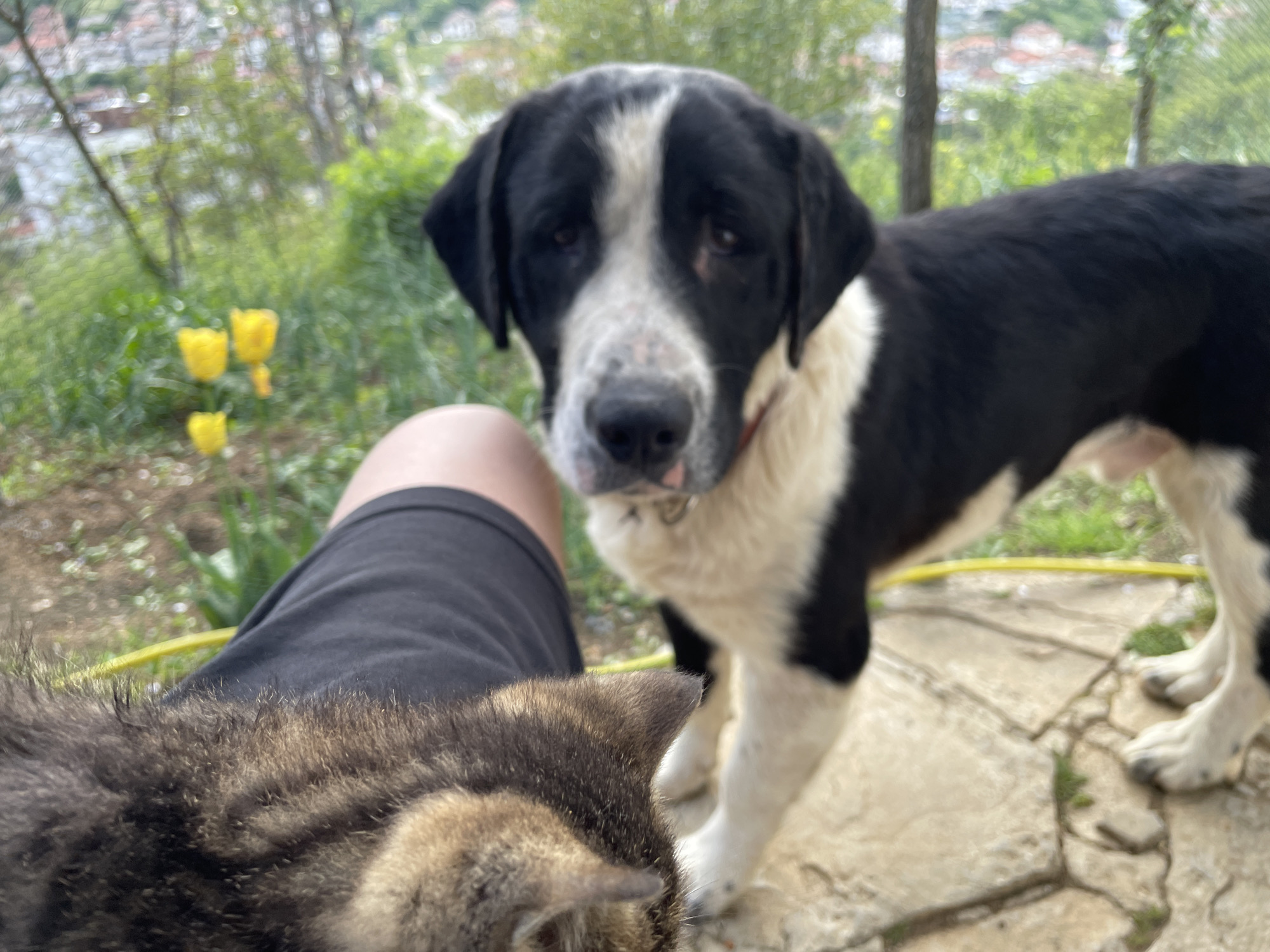 A medium, eye-level shot depicts a black and white dog standing on a stone surface, possibly a patio. The dog is facing the camera with a slightly concerned expression. A person's leg, clad in dark shorts, is partially visible in the foreground, with a furry, brown tabby cat nestled against it. The background is blurred but shows greenery, trees, and what appears to be a landscape. The yellow flowers visible in the background suggest it's a natural outdoor setting. Based on the provided location information, the setting is likely in a garden or yard in Zlatograd, Bulgaria.