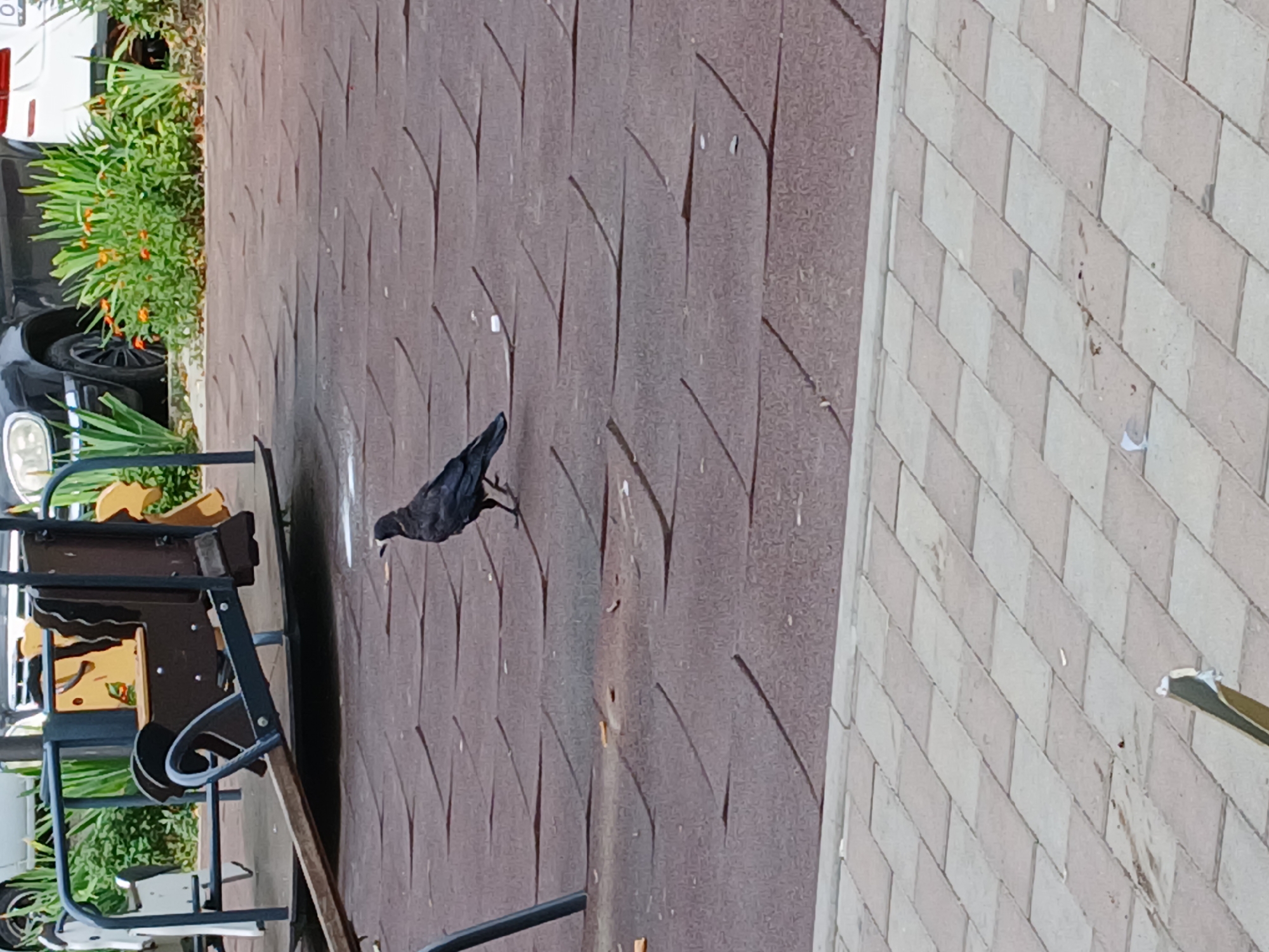 A crow stands on a brown, textured surface composed of interlocking panels. Behind the crow, a playground carousel with wooden horses is visible. The background includes greenery and parked cars. The scene appears to be an outdoor public space. The location is Cherkessk, Russia.