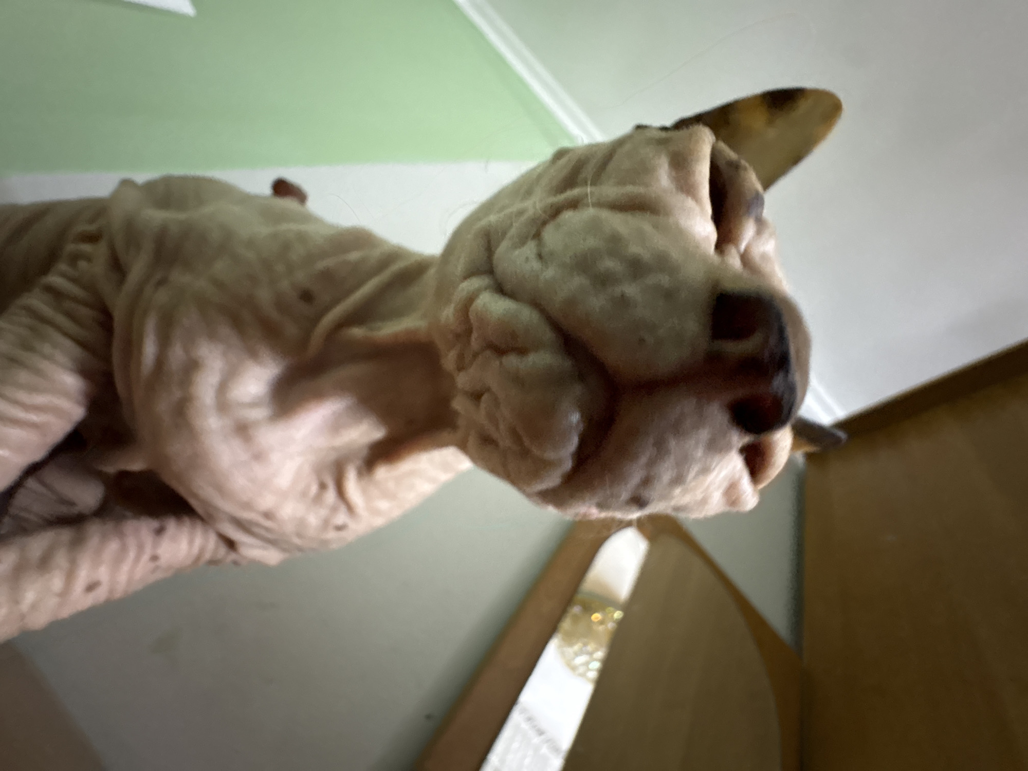 An extreme close-up shot focuses on the face of a hairless cat, likely a Sphynx breed. The cat's skin is wrinkled and a pale pinkish-beige color with small, dark spots. Its eyes are closed, and its nose is dark brown. The cat's ears are pointed and have some darker markings. The perspective is from below the cat, looking upwards. The background is blurred, with a green wall on the left and a wooden surface or object on the right. There is no discernible location in Almaty, Kazakhstan, or any other specific city. The image appears to be an indoor photograph taken with a mobile device, given the close proximity and shallow depth of field.