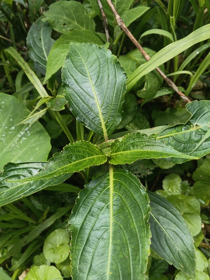 The scene depicts a dense cluster of vibrant green foliage in the city of Bình Hải, Vietnam. The primary subject is a plant with dark green, glossy leaves prominently featured in the foreground. These leaves exhibit distinct central veins with parallel secondary venation extending towards their finely serrated margins. Three main leaves are sharply in focus, attached to a central stem, with additional leaves visible further down the stem. The background consists of a layered array of various other green plant life, including broader leaves, narrow grass-like blades, and some smaller, rounder leaves, indicating a rich, natural environment. A slender, dry, brown stick or stem is visible traversing the upper right portion of the background. Small water droplets are present on some leaf surfaces, suggesting recent moisture. No people, animals, specific actions, or man-made objects are discernible.