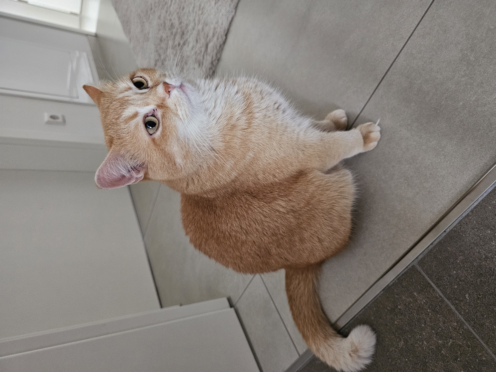 A ginger cat with white markings sits on a gray tiled floor, looking to its right. The cat has large, light-colored eyes, pink ears, and a fluffy tail curled around its body. A light-colored rug is visible in the background to the right of the cat, and a white wall with a light switch is present on the left. The environment appears to be indoors, likely a home.