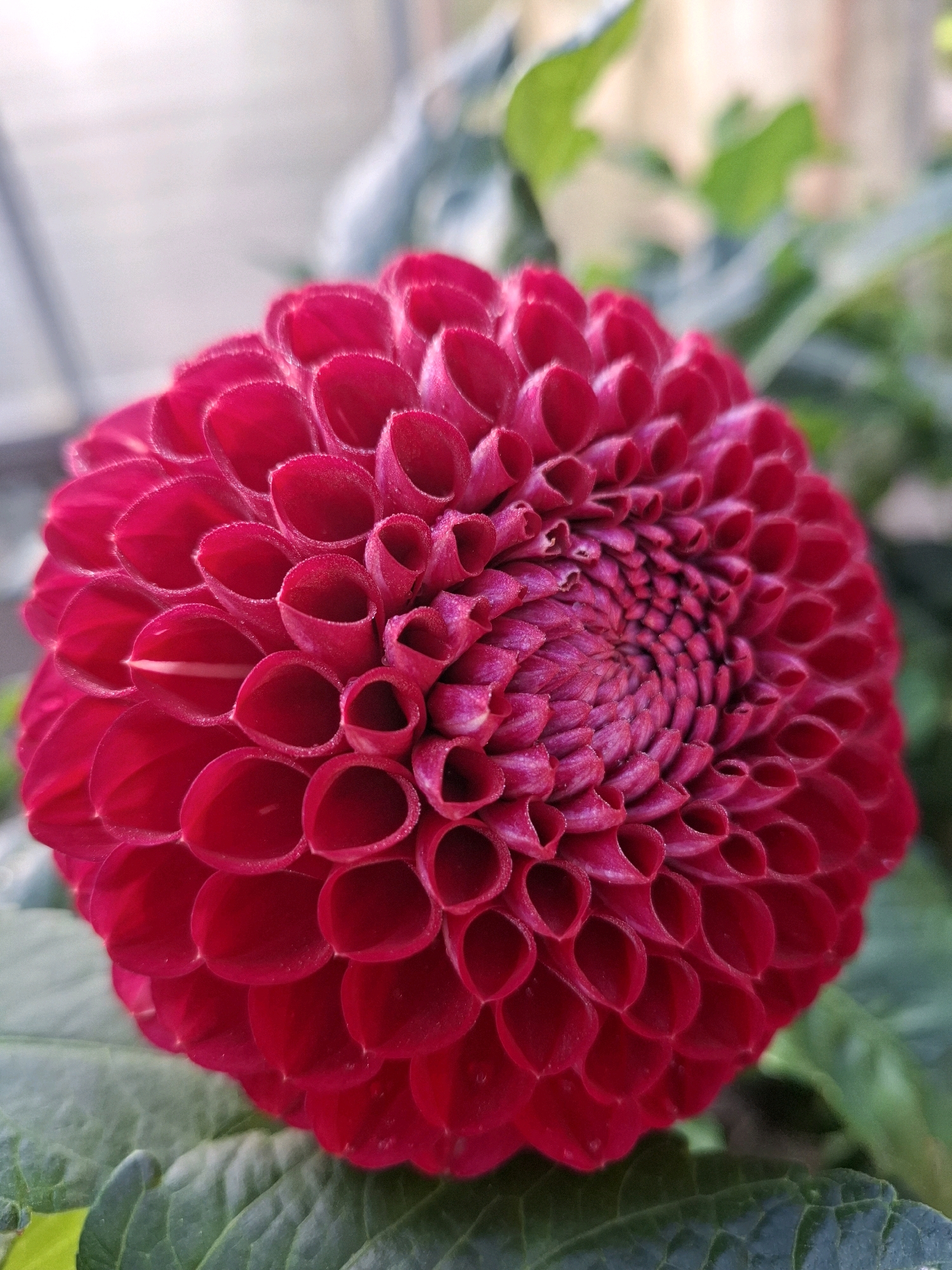 A close-up, eye-level shot features a vibrant red dahlia flower in full bloom. The petals are tightly packed and arranged in a symmetrical, spiraling pattern, with many of them cupped and hollowed. The center of the flower is a deeper, more intense shade of magenta, also exhibiting the characteristic spiral. The dahlia is situated in an outdoor environment, likely a garden, with blurred green foliage and soft, diffused light in the background, suggesting it is daytime. There are no people, animals, or man-made structures visible in the frame. The image's focus is solely on the intricate beauty of the flower. There is no information to place this image in Tyumen, Russia.