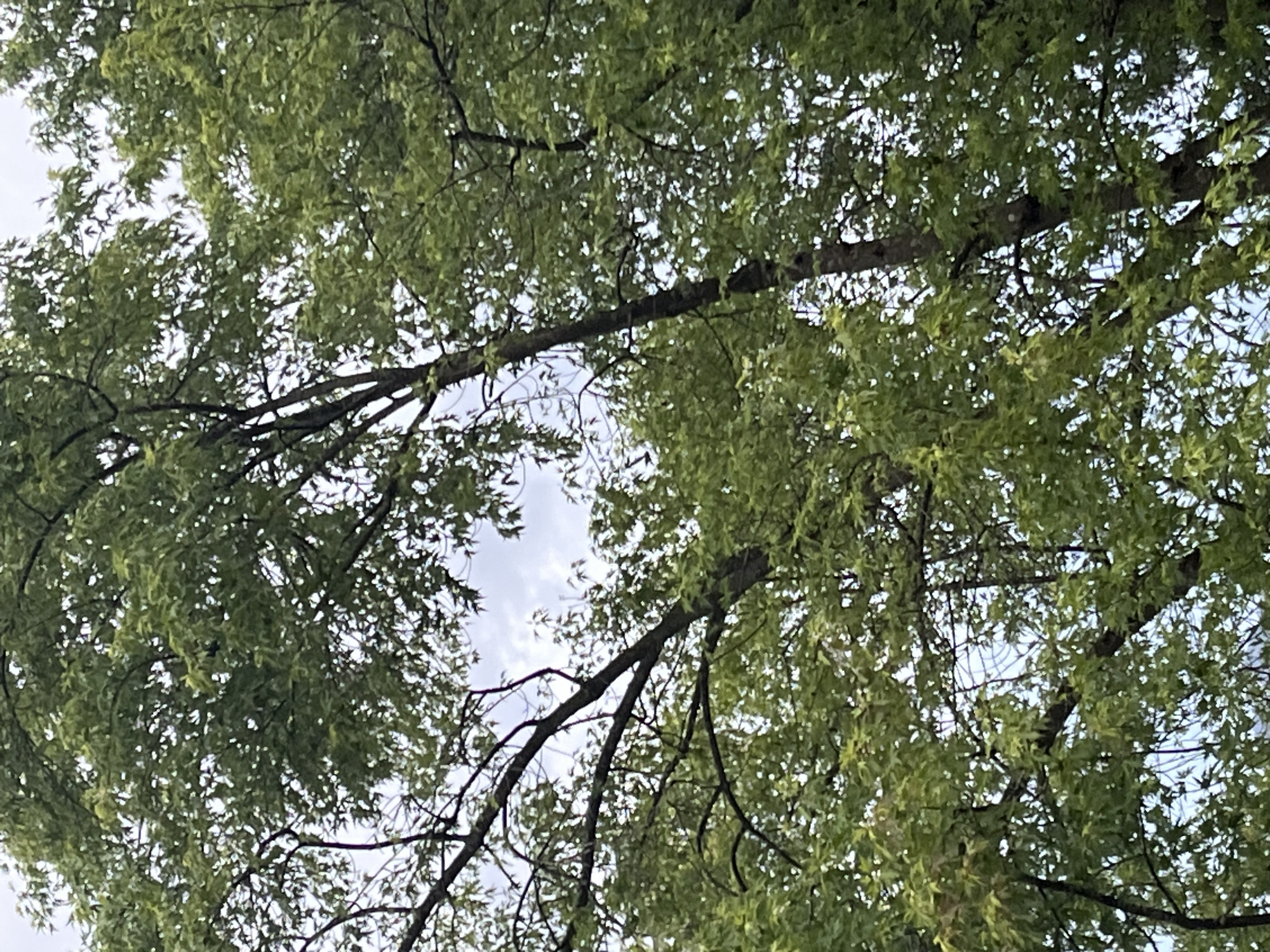 The image shows a dense canopy of green leaves from several trees against a cloudy sky. The perspective is from below, looking upwards through the branches and foliage. The trees are tall and appear to be in full leaf, suggesting a spring or summer season. There are no visible people, structures, or specific landmarks to indicate a location within Garmisch-Partenkirchen, Germany. The environment is natural, characterized by the presence of trees and the sky.