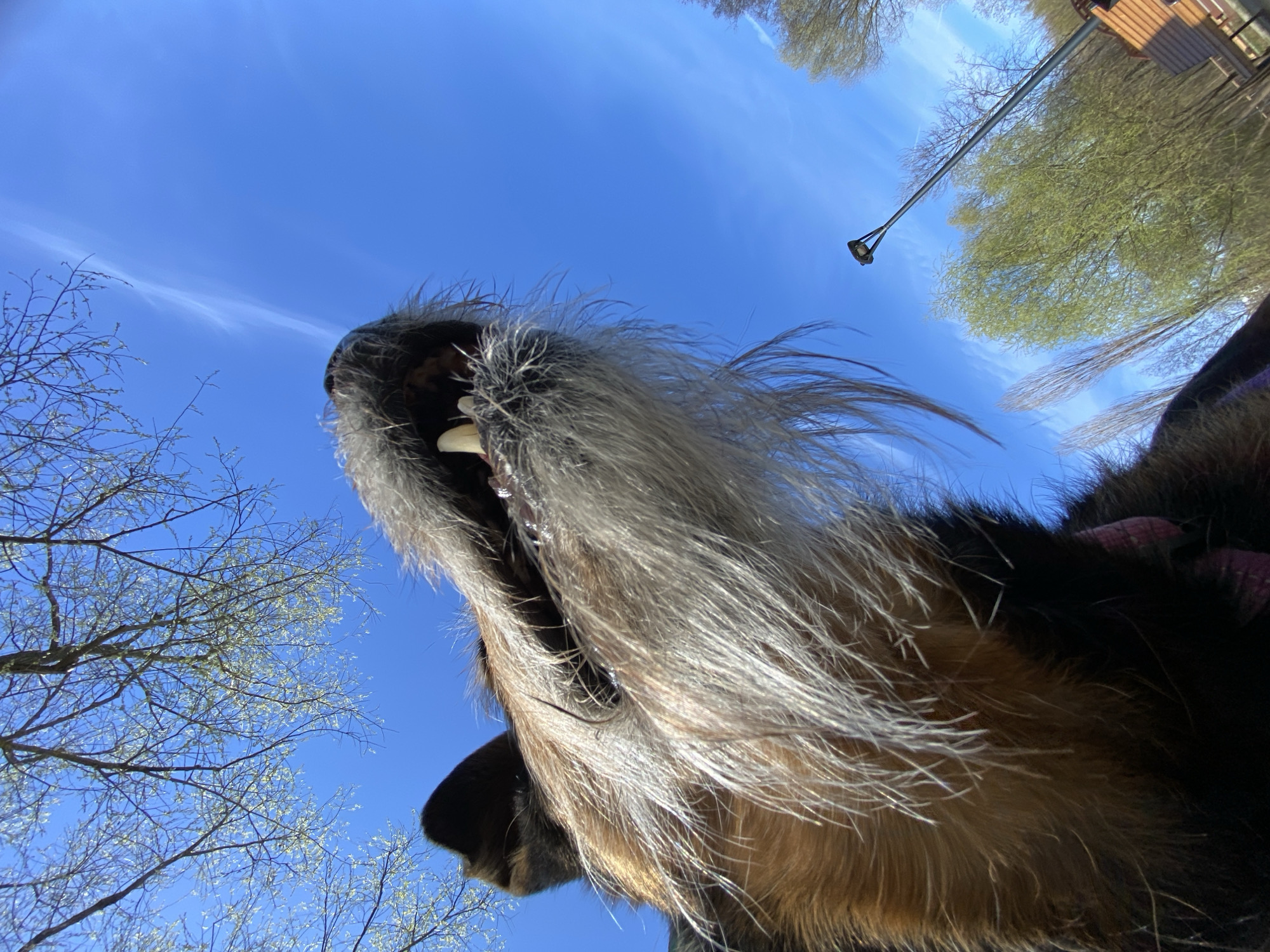 A low-angle perspective captures the open mouth of a dog with prominent teeth, set against a bright blue sky. The dog's fur is a mix of black, brown, and gray. Bare tree branches are visible in the corners of the frame. A lamppost is also visible against the bright blue sky. The location is not Moscow, Russia.