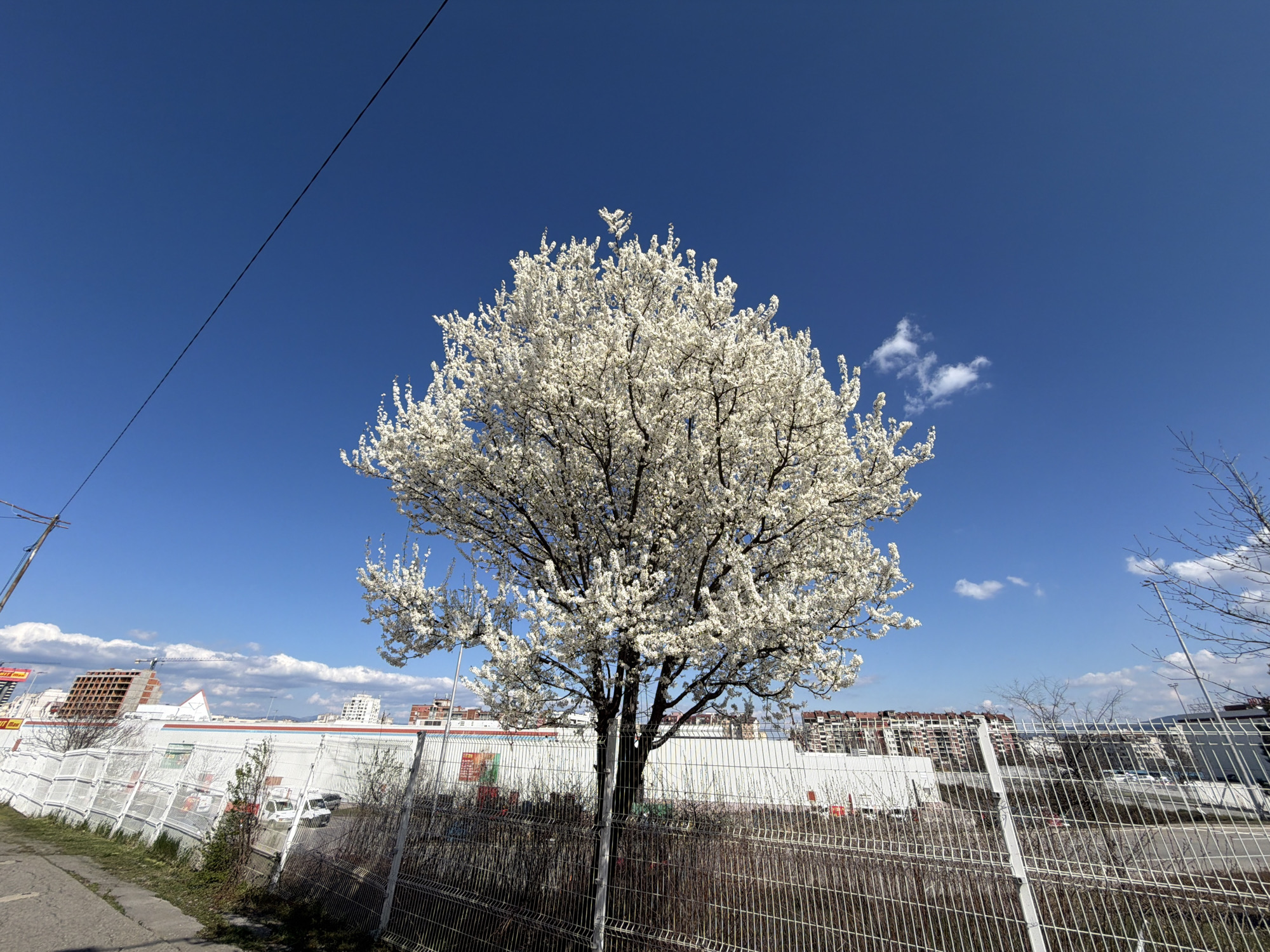 The image shows a blooming tree with white flowers in Sofia, Bulgaria. The tree is positioned in front of a white fence, behind which are buildings, some under construction, and a large white building. The sky is blue with a few clouds. A power line is visible in the upper left corner. A sidewalk is present on the left side of the frame. The scene appears to be near an industrial or commercial area of the city.
