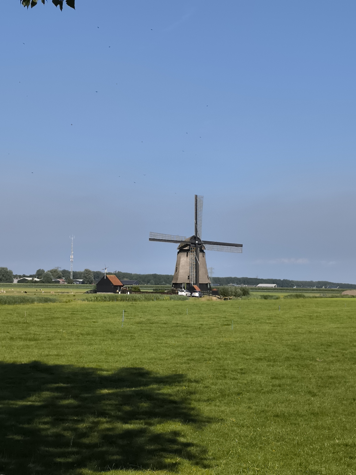 This is a vertical, full shot taken in the city of Zuidschermer, Netherlands. The image shows a traditional Dutch windmill situated in a vast, green grassy field. The windmill has a thatched roof and wooden sails. In front of the windmill, there is a small, dark-colored building with an orange roof. Two white cars are parked near the building. To the left of the windmill, a tall, white telecommunications tower is visible in the distance. The field is dotted with a few small, light-colored fence posts. In the far distance, a line of trees separates the field from a hazy horizon with a few buildings. The sky is a clear, bright blue with a few scattered, small, dark shapes, possibly birds, visible in the upper half of the image. The foreground of the image is dominated by a large, dark shadow cast by unseen foliage from above.