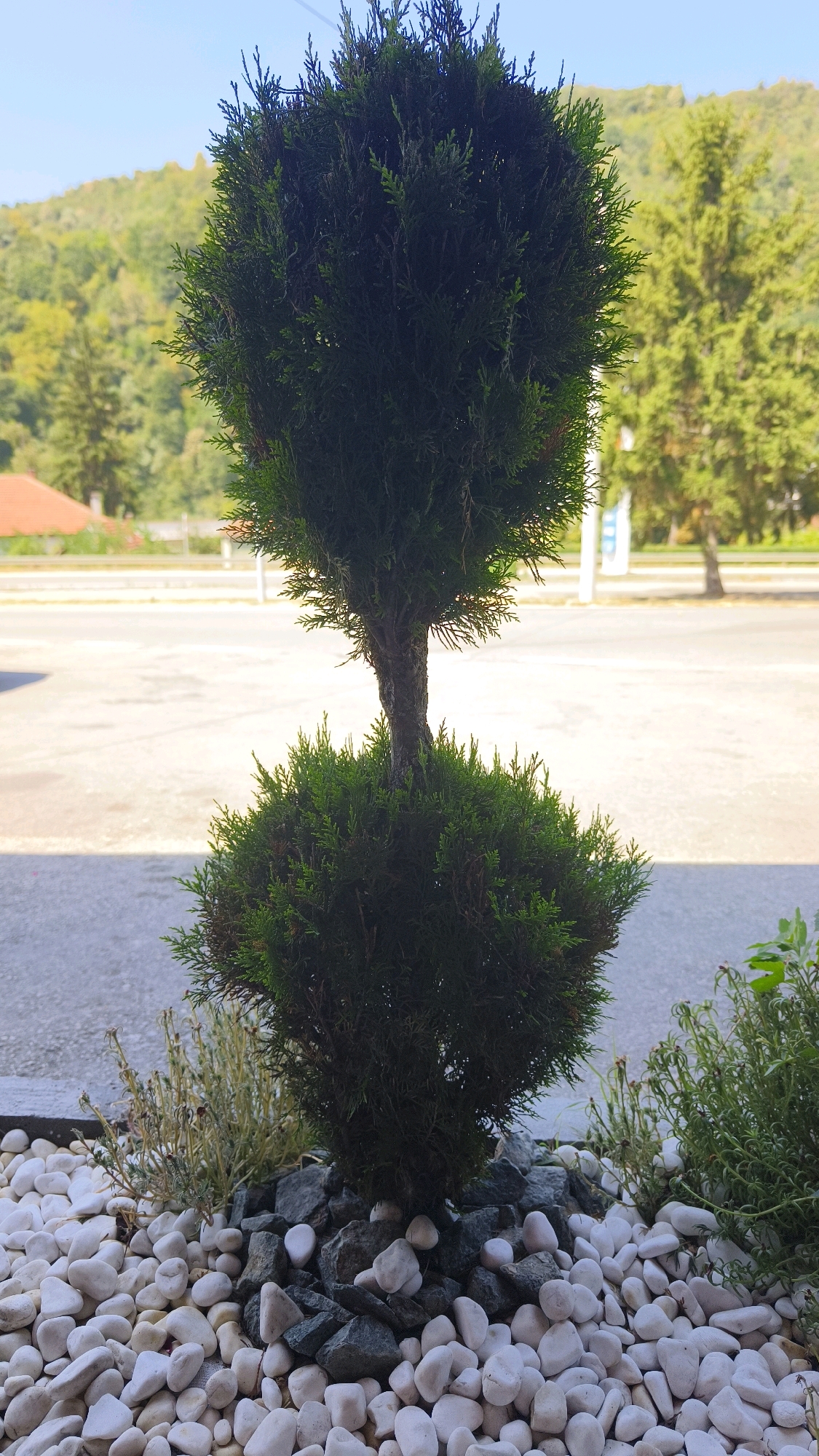 This is a vertical, eye-level, medium shot of a topiary cypress tree with a rounded upper section and a rounded lower section, separated by a visible trunk. The tree is situated in a garden bed filled with white pebbles and dark gray rocks. To the left and right of the tree are smaller, dry-looking plants. The background shows a blurred scene of a road with some parked cars and a building with an orange roof. Beyond that, a wooded hillside rises under a clear blue sky. The overall impression is a neatly landscaped area in an outdoor, possibly semi-urban, setting. The specific location of Предејане (варош), Serbia, is not visually evident from the image itself, but the description will be made assuming this context. There are no people or animals present. The scene appears to be taken during daylight hours.