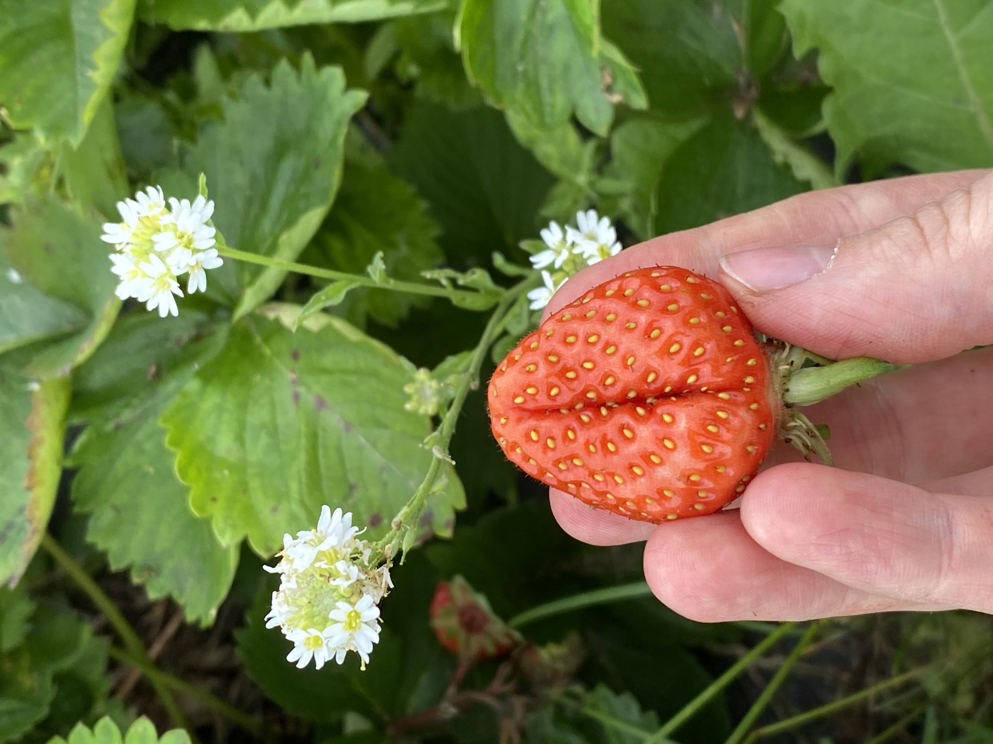 A hand holds a uniquely shaped strawberry, split down the middle, against a background of green strawberry leaves and small white flowers. The strawberry is bright red and covered in yellow seeds. The hand appears to be that of an adult, with visible fingerprints and skin texture. The scene is set outdoors, likely in a garden or field where strawberries are grown, with the lush foliage suggesting a natural or cultivated environment. The specific location of Foteni, Russia, is not visually determinable from the image content.