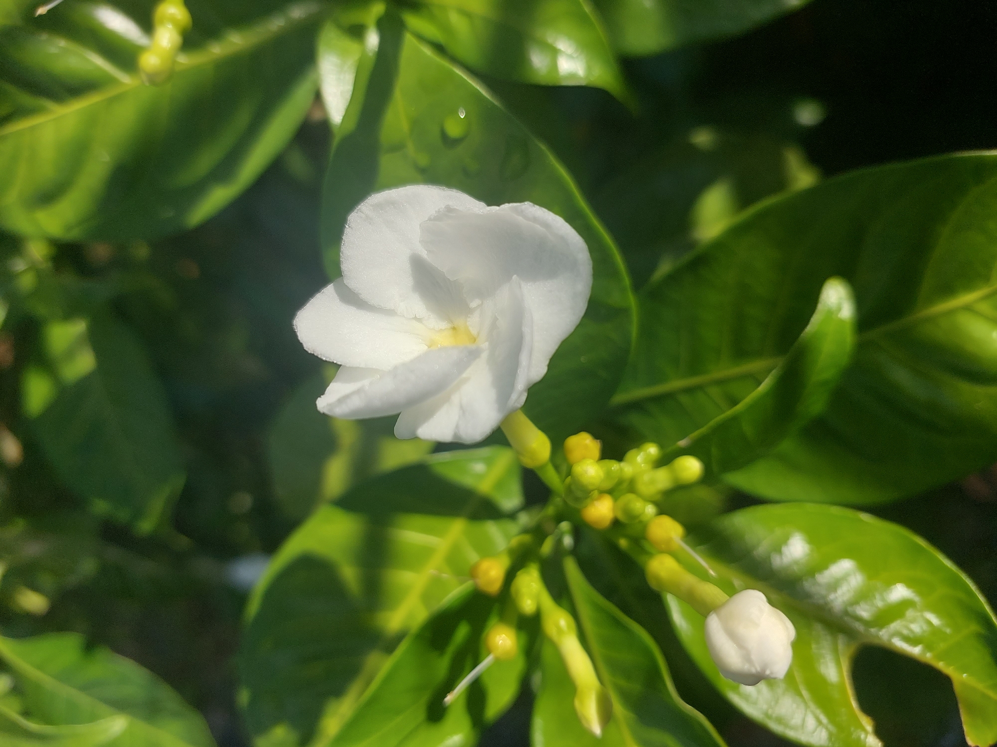 A close-up, vertical shot captures a white flower with delicate petals in bloom, its center showing a faint yellow hue. Surrounding the flower are numerous small, yellow-green buds and glossy, dark green leaves, some glistening with water droplets. The lighting suggests a bright, possibly sunny, outdoor environment. The scene is consistent with a plant likely found in a garden or natural setting in Baan Mae Nam, Thailand, given the tropical foliage. No people are present in the image.