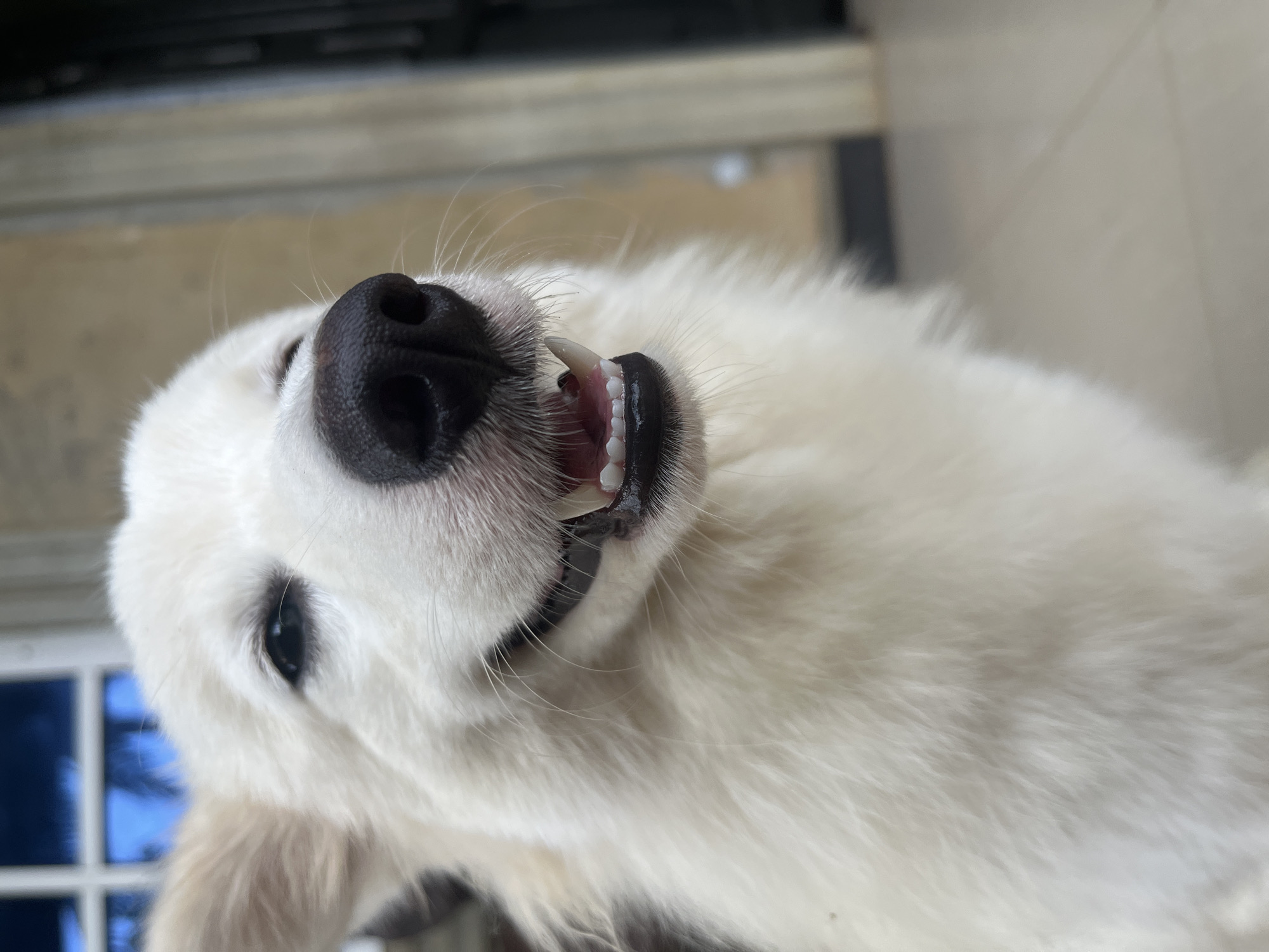 A close-up, high-angle photograph captures the head of a white dog, likely a Golden Retriever or a similar breed, looking upwards with a friendly and playful expression. The dog's black, wet nose is prominent at the center, with its mouth slightly agape, revealing clean, white teeth and pink gums, including a visible canine tooth. One dark eye is visible on the left side of the frame, hinting at a curious or happy demeanor. The dog's fur is thick, fluffy, and white, with fine whiskers around its muzzle.
The background is softly blurred, suggesting an outdoor or brightly lit indoor setting. Hints of a window frame with a vibrant blue sky and possibly tropical foliage are visible behind the dog's eye, consistent with the tropical climate of Ikot Ekpene, Nigeria. A light-colored ground or floor surface can also be discerned in the upper background. The bright lighting indicates that the photo was taken during the daytime. The overall impression is one of a cheerful and engaging pet. No visible text is present in the image.