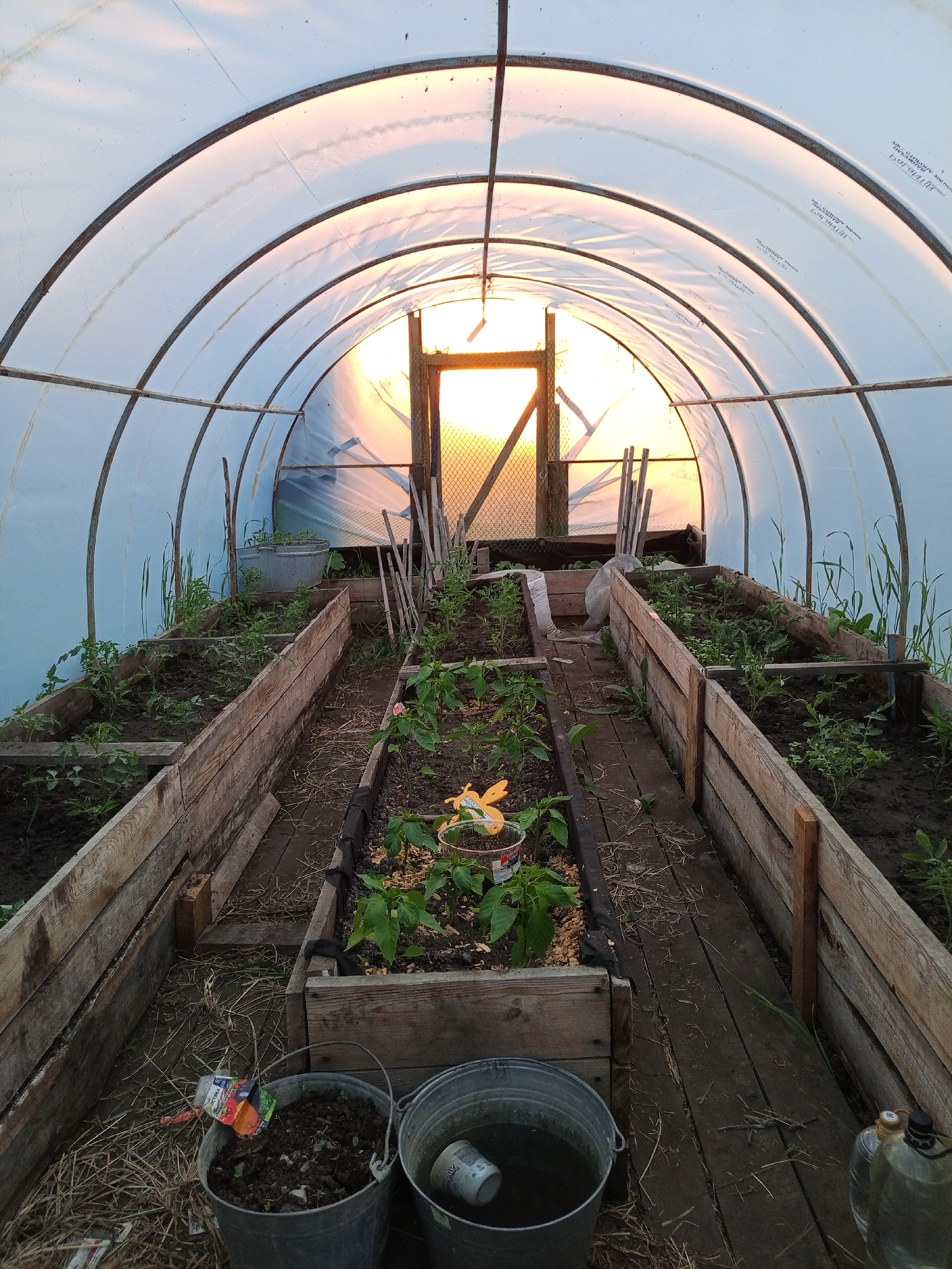 This image depicts the interior of a greenhouse in Pankrushikha, Russia. The greenhouse has a arched structure covered with translucent plastic sheeting, allowing natural light to filter through, illuminating the scene with a warm glow from the setting sun. Inside, raised wooden garden beds are filled with dark soil and young green plants, presumably vegetables. A pathway made of wooden planks runs down the center of the greenhouse between the beds. In the foreground, two metal buckets are visible; one is filled with soil and a seed packet, while the other contains water. Various gardening tools and supplies, such as stakes and a plastic bottle, are scattered around. The overall impression is one of a functional, rustic greenhouse ready for planting and cultivation.
