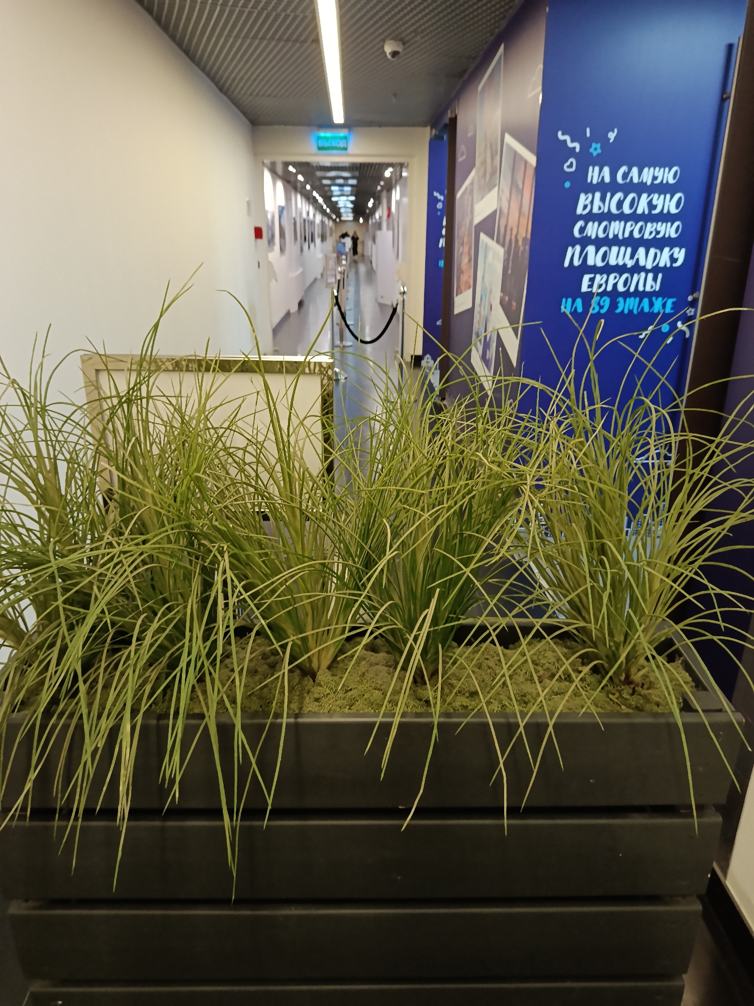 Here is a description of the image:
The image shows a planter filled with spiky, green plants in the foreground. The planter is black and has a horizontal, tiered design. Behind the planter is a long corridor with white walls and a grey ceiling. There are lights running along the ceiling. On the right side of the corridor, there are blue panels with white writing in Russian, indicating "The Highest Viewing Platform in Europe, 89th Floor." Along the corridor are framed pictures on the walls. A rope barrier is visible, suggesting a path or exhibition route. In the distance, silhouettes of people can be seen. The image appears to be taken indoors, likely in a modern building in Moscow, Russia, specifically the "The Highest Viewing Platform in Europe, 89th Floor."
