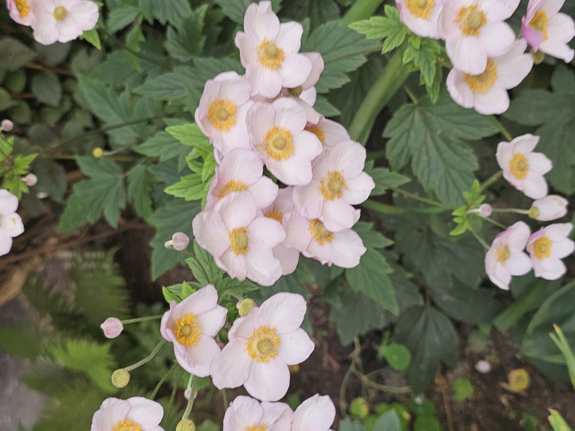 The image depicts a close-up view of several pale pink Japanese anemone flowers with yellow centers, clustered amongst dark green foliage. The flowers are in various stages of bloom, with some fully open and others still developing buds. The background consists of more greenery and a blurred earthy tone, suggesting an outdoor garden setting. There are no people or animals visible in the image. The location in the city of Khimki, Russia, is not visually discernible from the image itself.