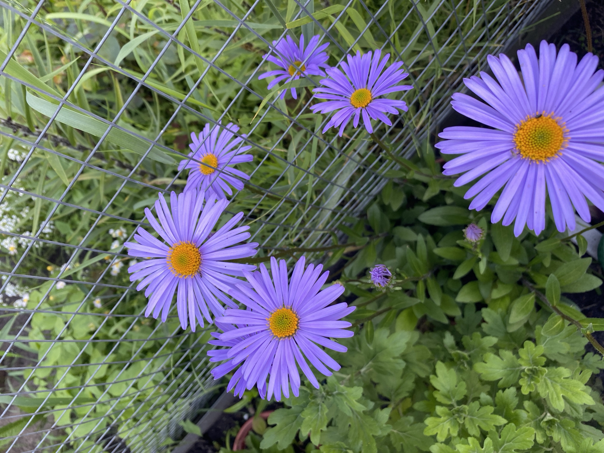 A close-up, high-angle shot captures a cluster of vibrant purple asters with yellow centers, some of which are partially obscured by a wire mesh fence. The flowers are in bloom, with delicate petals radiating outwards. Lush green foliage surrounds the flowers, some leaves appearing slightly fuzzy. In the background, out-of-focus greenery and hints of white flowers suggest a garden setting. The wire mesh fence, with its diamond pattern, runs diagonally across the frame, creating a textural contrast with the organic forms of the flowers and leaves. The scene is set in the city of Vyshkov, Russia.