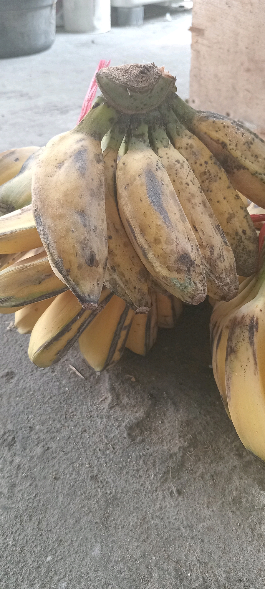 A bunch of ripe, yellow bananas with brown spots rests on a gray, textured surface. The bananas are attached to a central stem, which has a rough, brown texture. Some of the bananas are slightly bent, and their peels show signs of ripeness and bruising. The background is blurred but suggests an outdoor or semi-outdoor setting, with hints of concrete and wooden structures. The image appears to be taken from a slightly elevated angle, looking down at the bananas.
