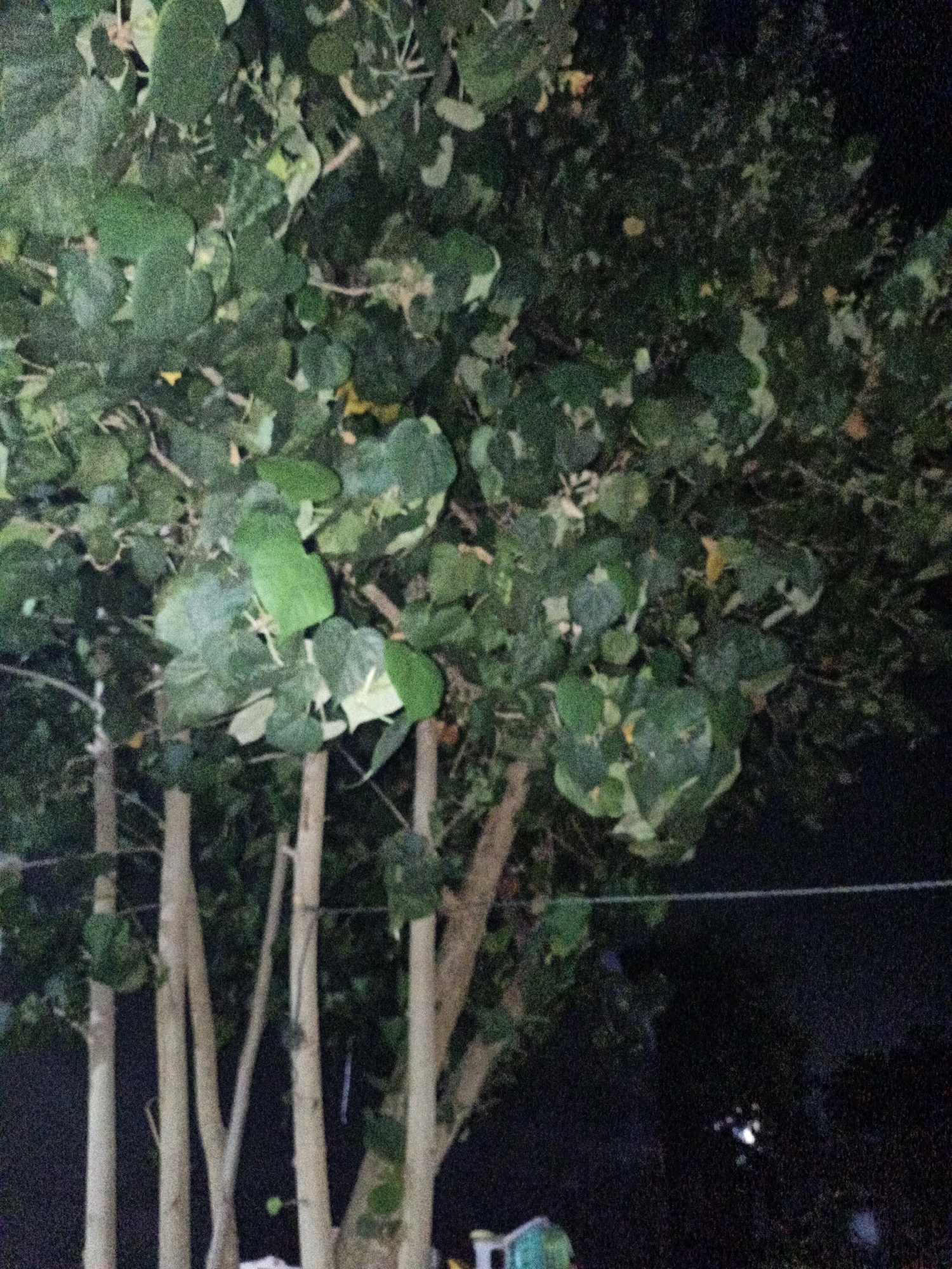 The image depicts a nighttime scene of several trees with lush green foliage, with some yellow and lighter green leaves scattered throughout. The trees have light-colored, vertical trunks. In the background, the scene transitions to a dark, blurry area, suggesting a night sky or unlit surroundings. A thin, horizontal line, possibly a wire, stretches across the middle right of the image. In the lower right corner, a small, blurry light source is visible. In the lower left, parts of what appear to be structures or objects are dimly lit, with a hint of blue and green. The image's quality is somewhat grainy, indicative of low light conditions. The location is identified as Cikal, Indonesia.