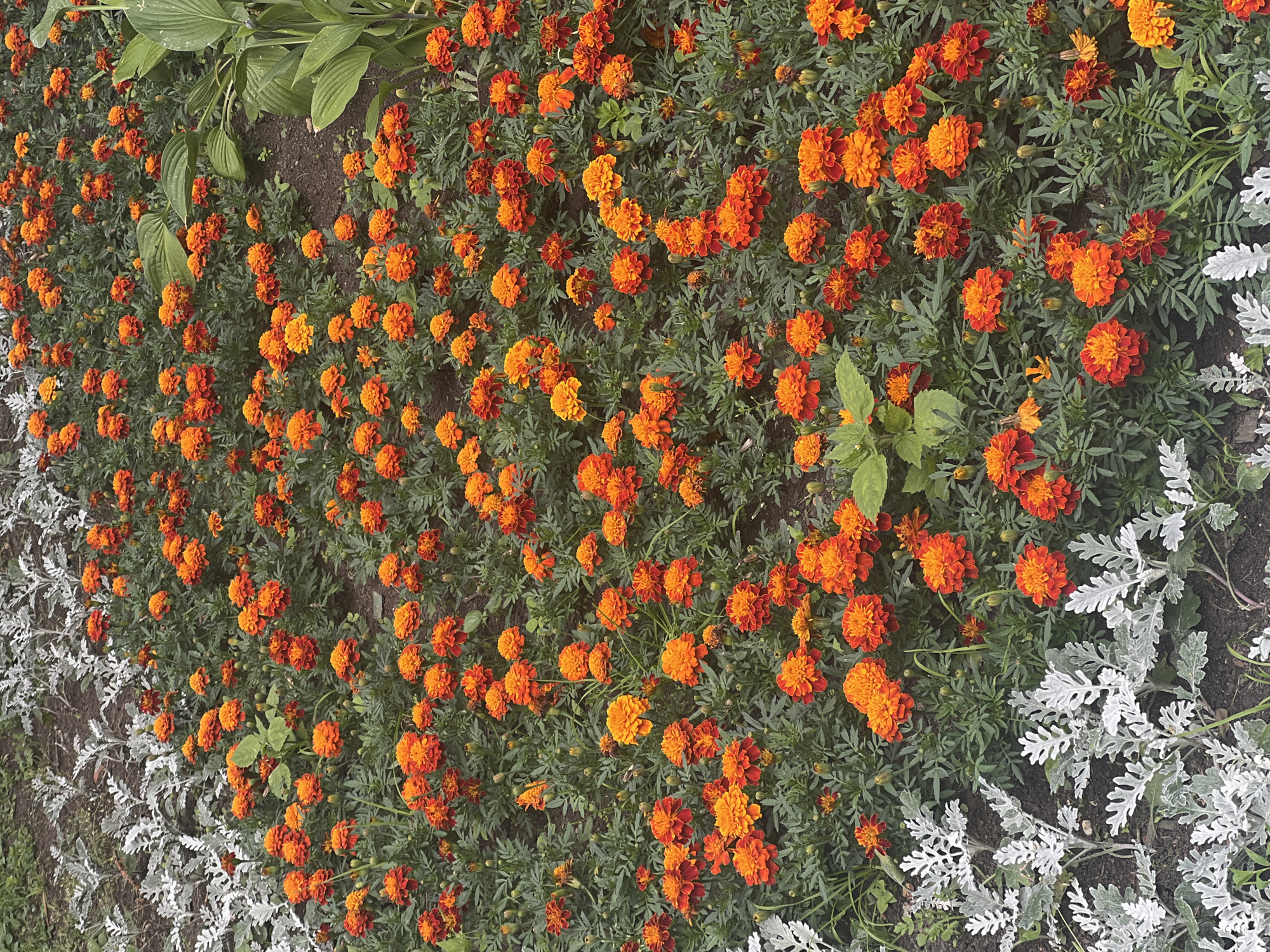 The image is a top-down view of a flower bed filled with numerous bright orange marigolds. The flowers are densely packed, creating a vibrant carpet of color against the backdrop of dark green foliage. Interspersed among the marigolds are plants with silvery-white, feathery leaves, providing a striking contrast. In the upper left corner, larger, broad green leaves from a different plant are visible, casting slight shadows on the darker soil. The scene appears to be an outdoor garden setting, likely in a park or residential area, given the organized planting and variety of plants. The lighting suggests it is daytime, possibly late morning or afternoon, with soft, diffused light that does not create harsh shadows. There are no people or animals visible in the image, and the focus is entirely on the floral display. The overall impression is one of natural beauty and lush growth. The location context of Moscow, Russia, implies this scene would likely be observed during the warmer months of the year when flowers are in bloom. No text is visible in the image.