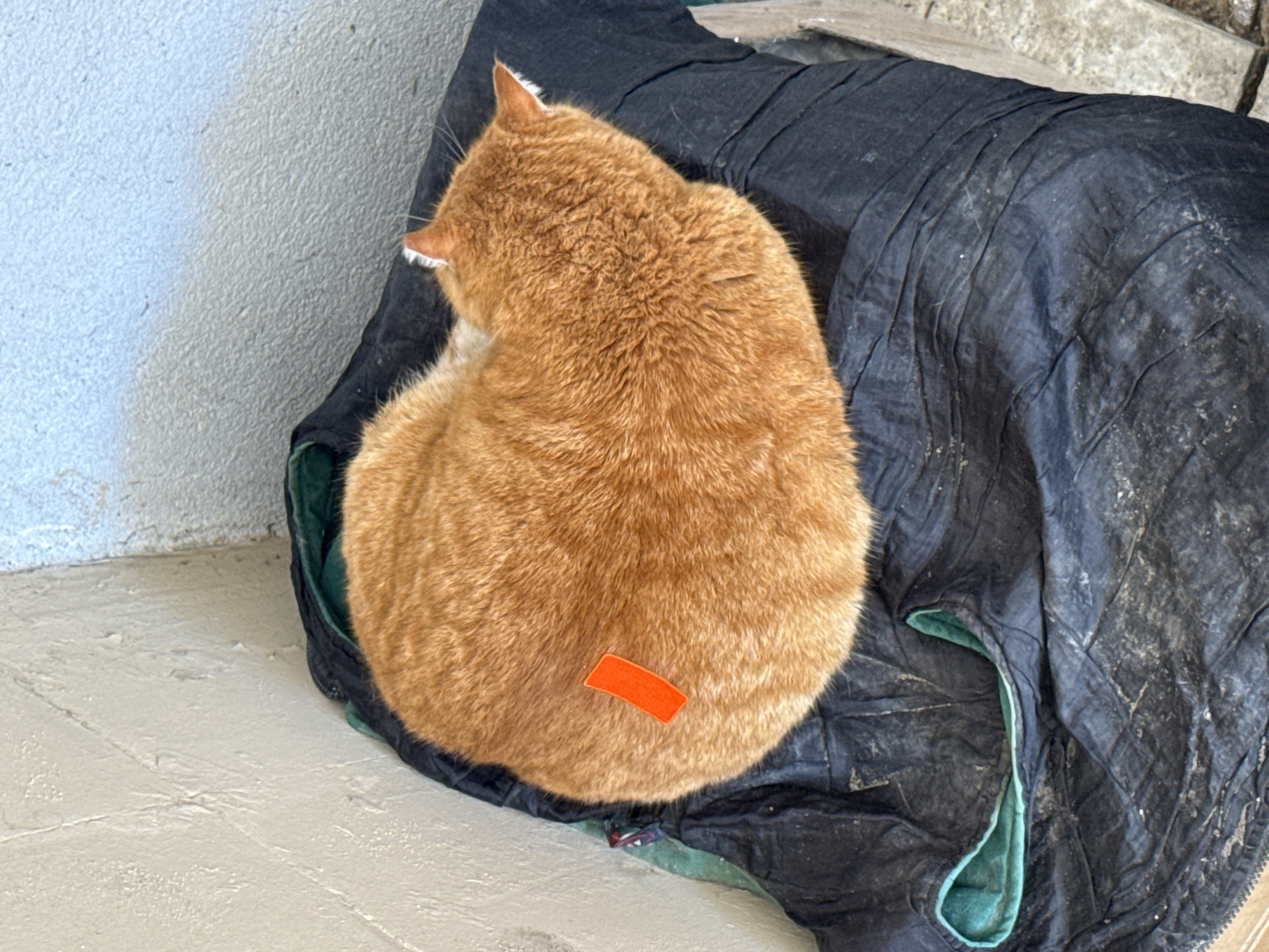 An orange cat with a bright orange tag on its back curls up on a black, dirty sleeping bag that is placed on a gray surface next to a textured wall painted white or light blue. The cat's head is visible with its ears pointed upwards. The sleeping bag has a green lining. The location is identified as Burgas, Bulgaria.